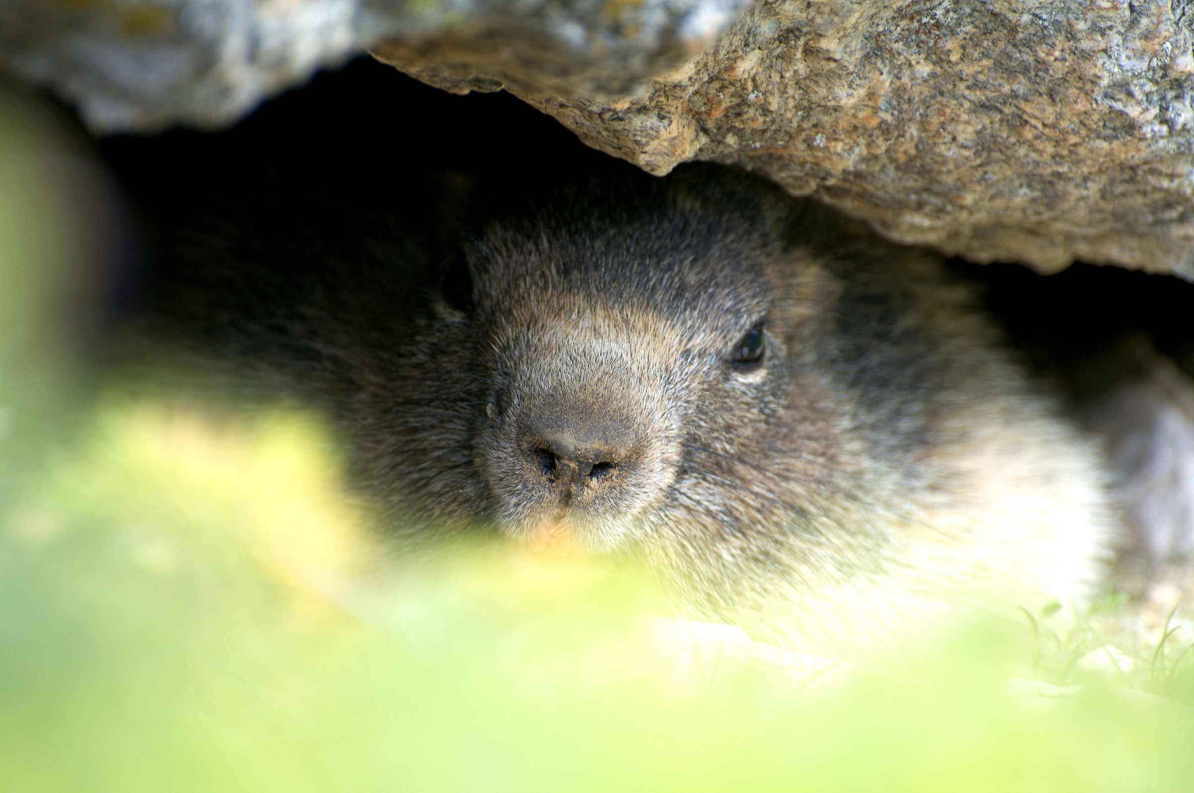 Marmot-Portrait