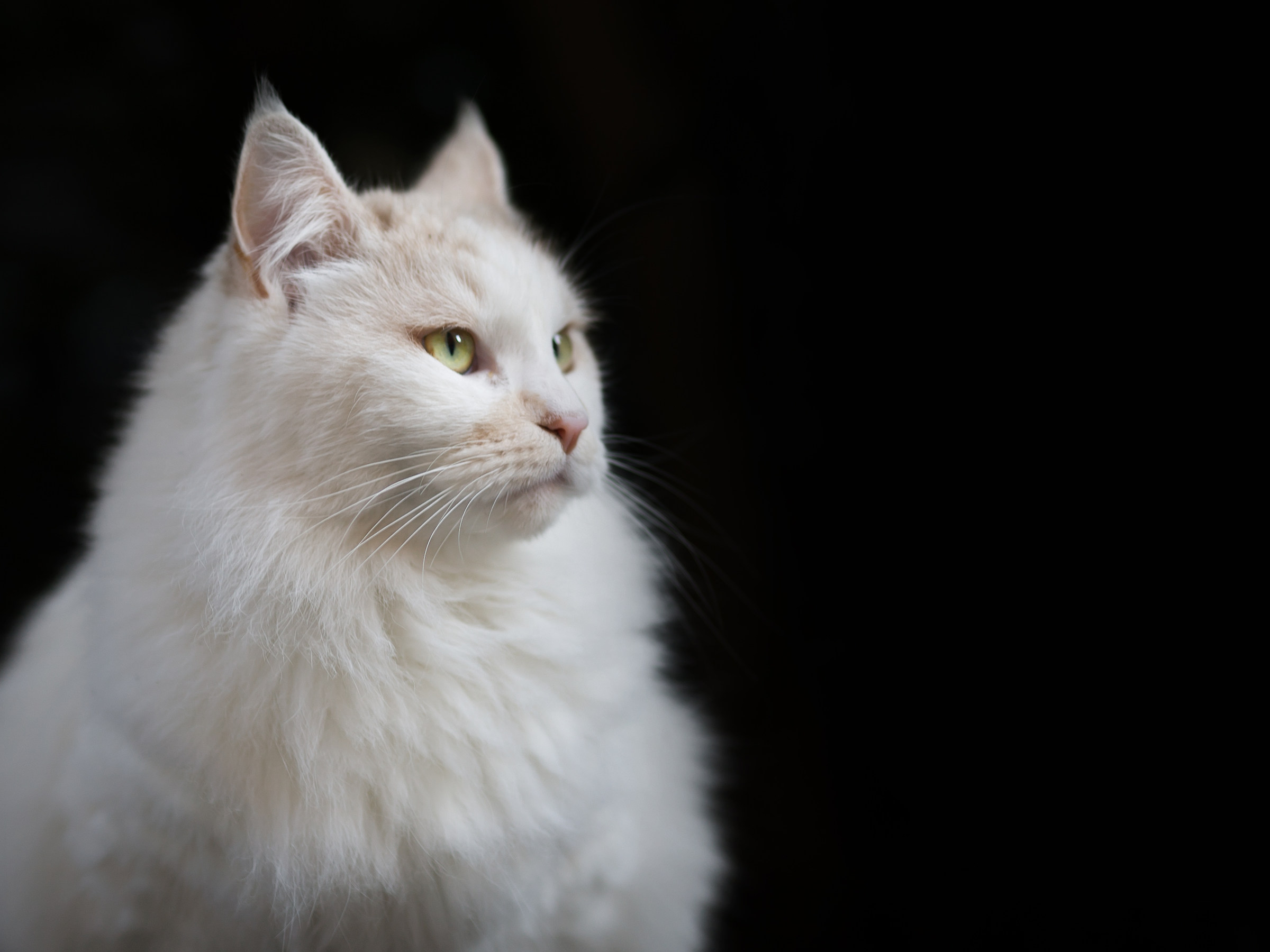 White Cat