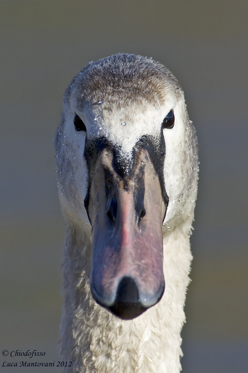 The look of the swan