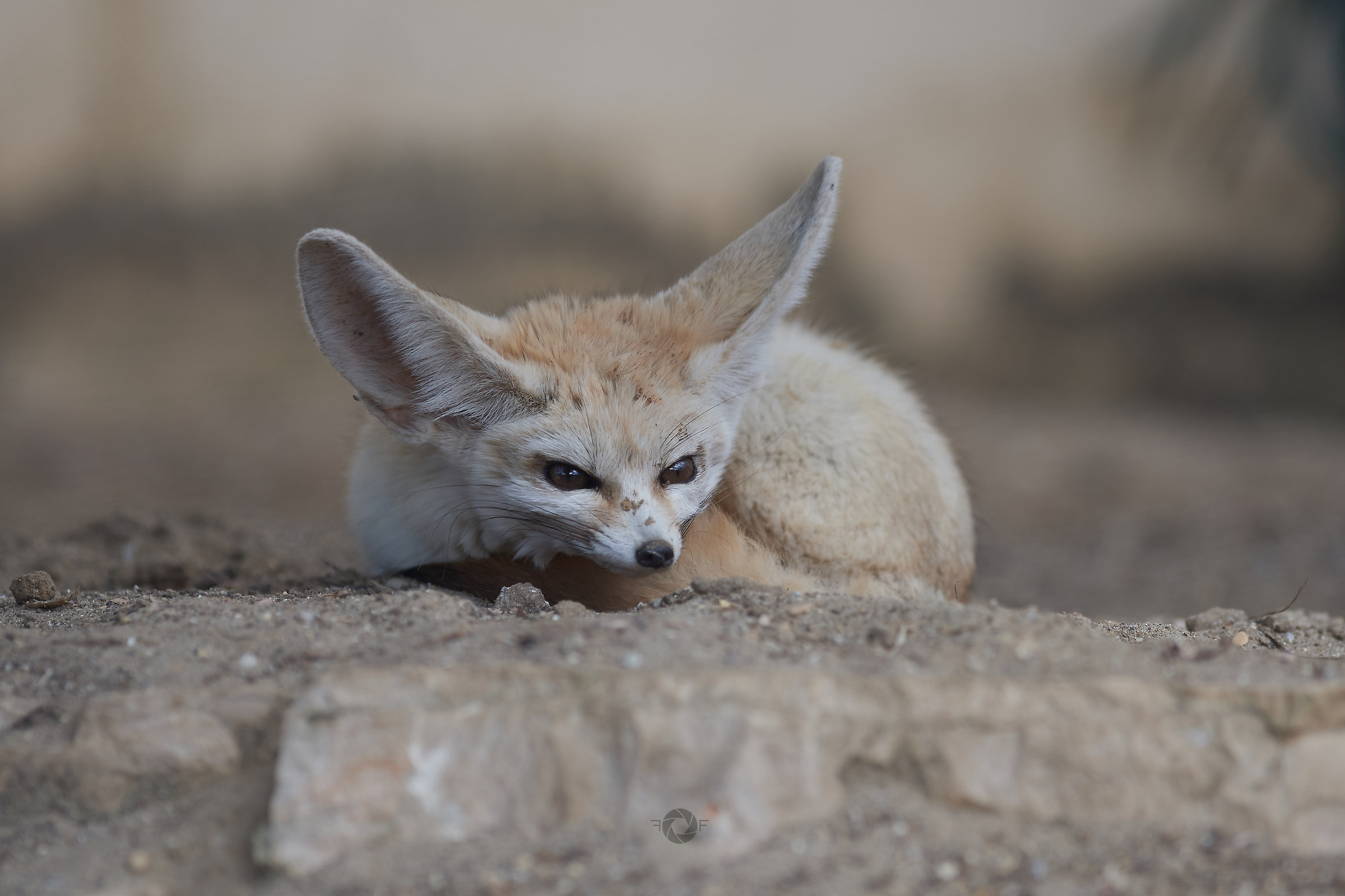 Risveglio del Fennec