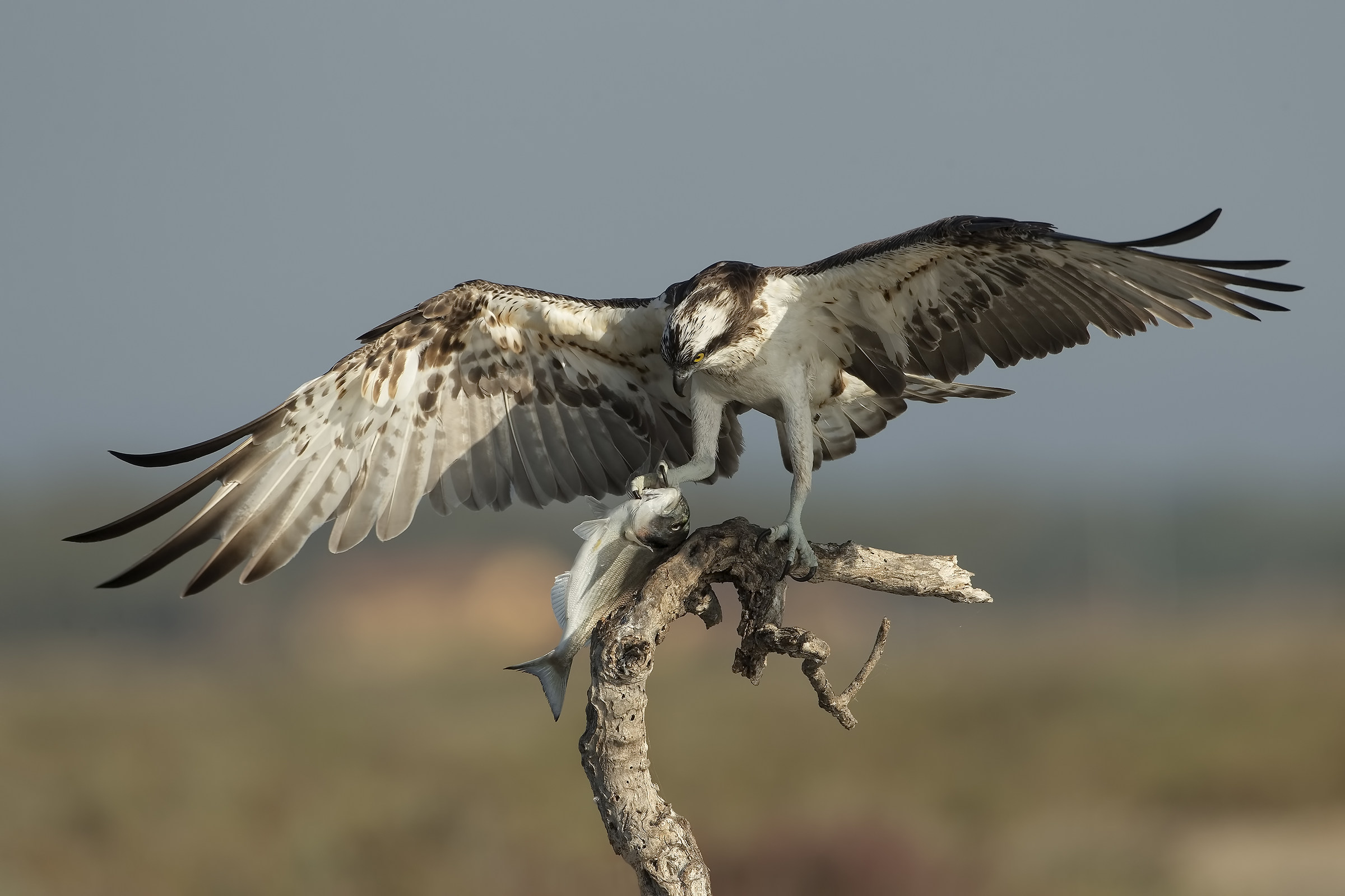 Fisherman and sea bream