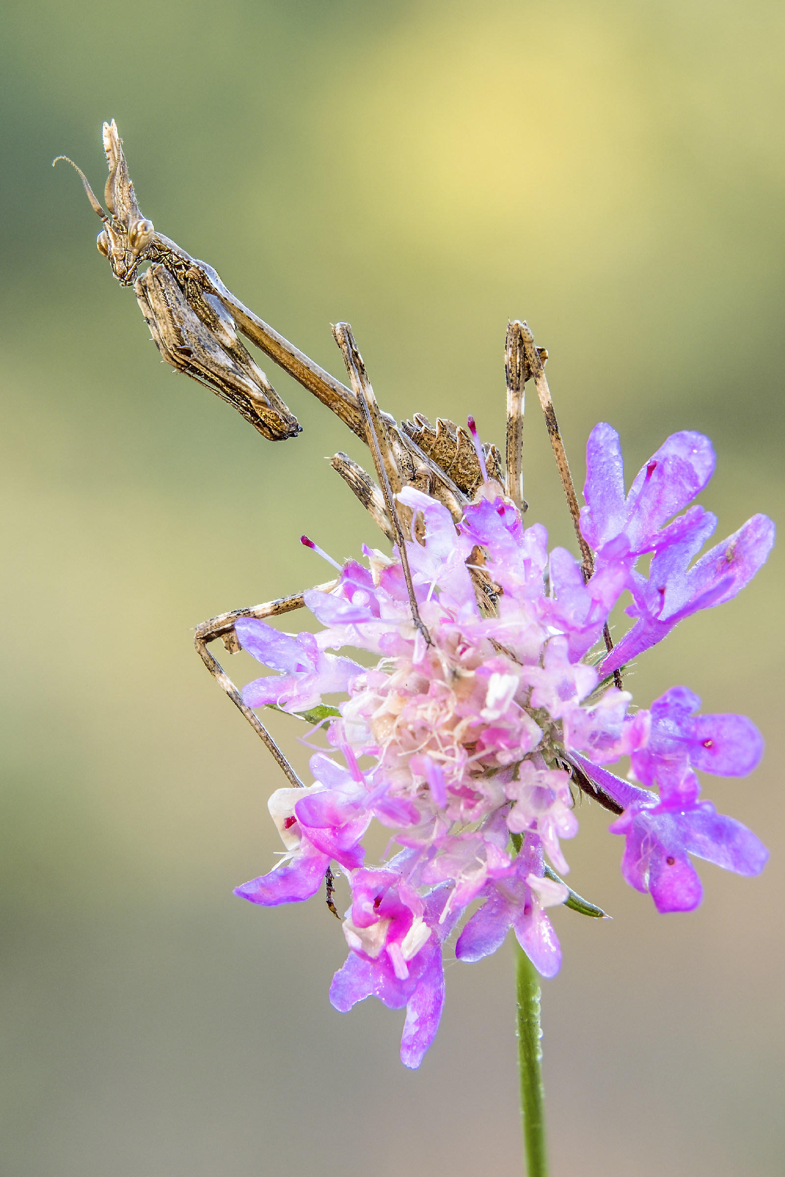Empusa Young Picking