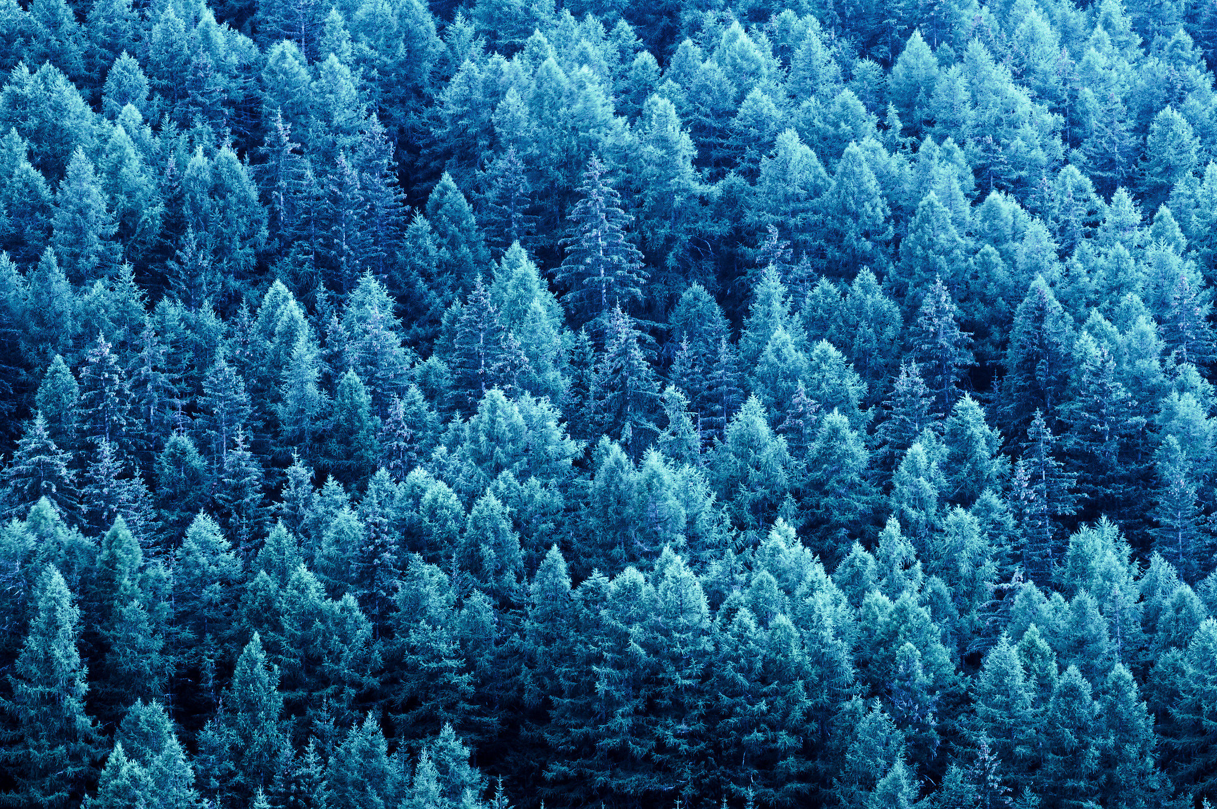 Bosco nelle luci della sera