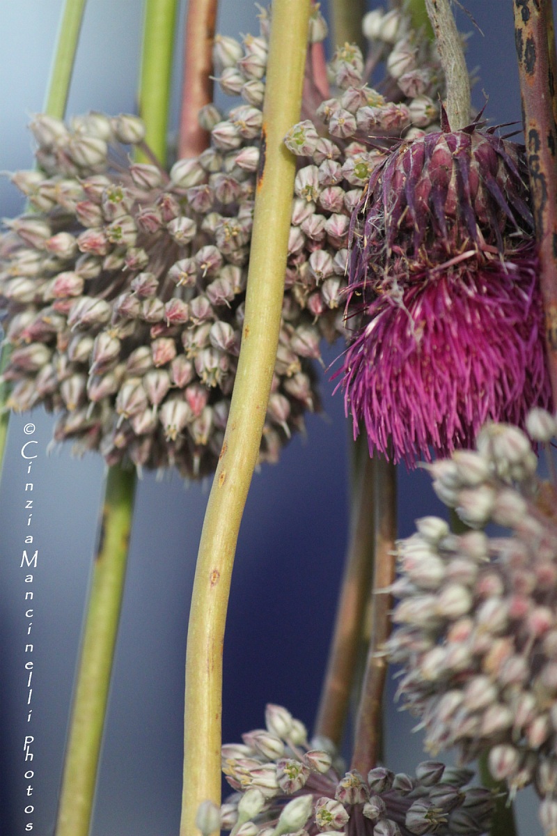Allium e cardo