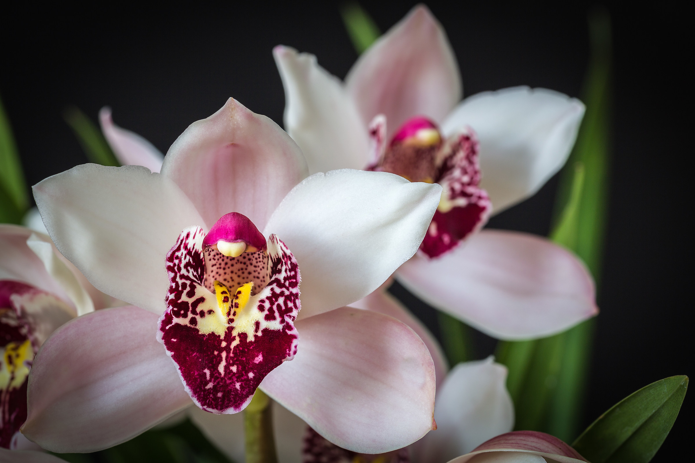 Orchidea Cymbidium