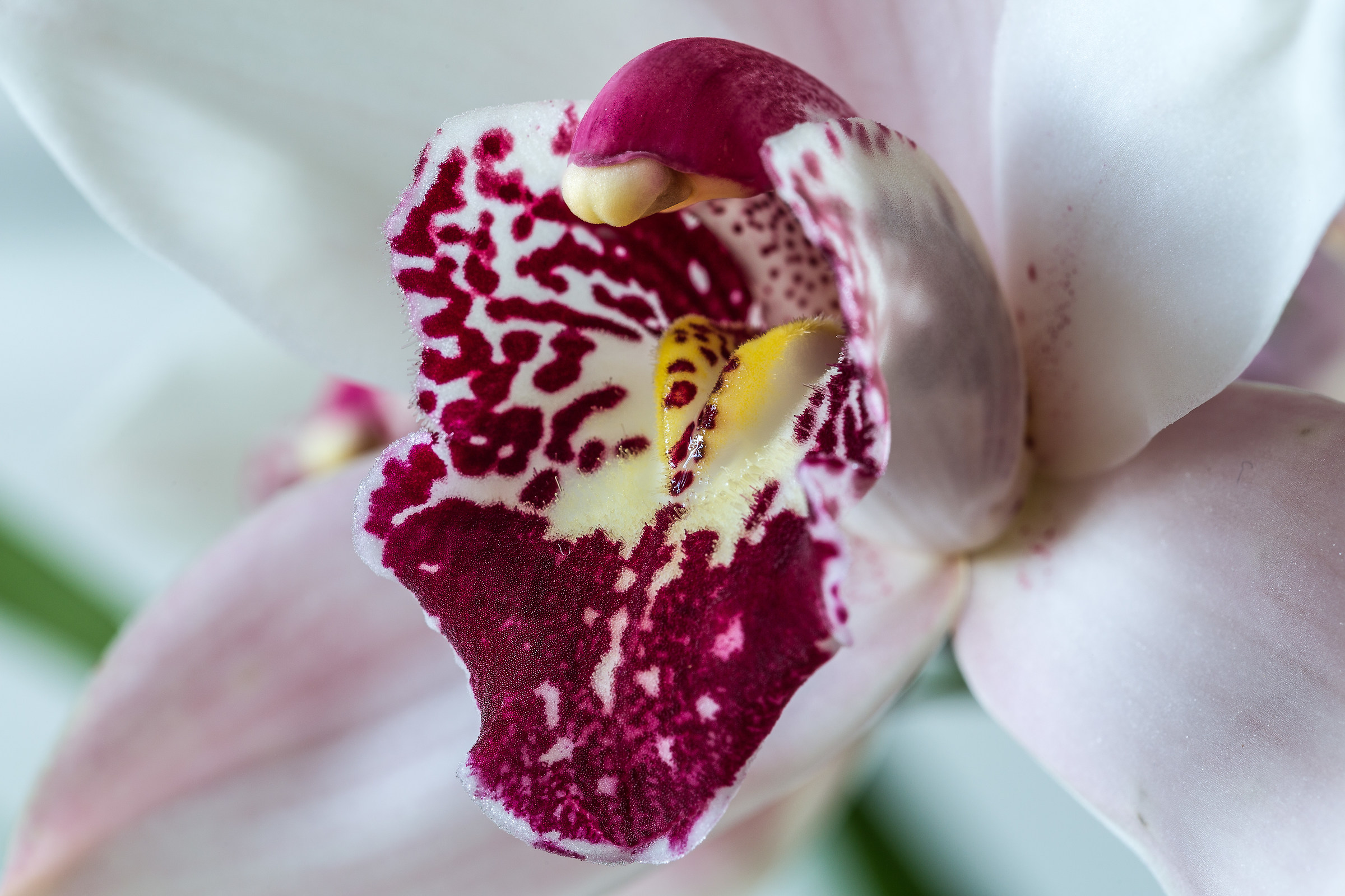 Orchid Cymbidium