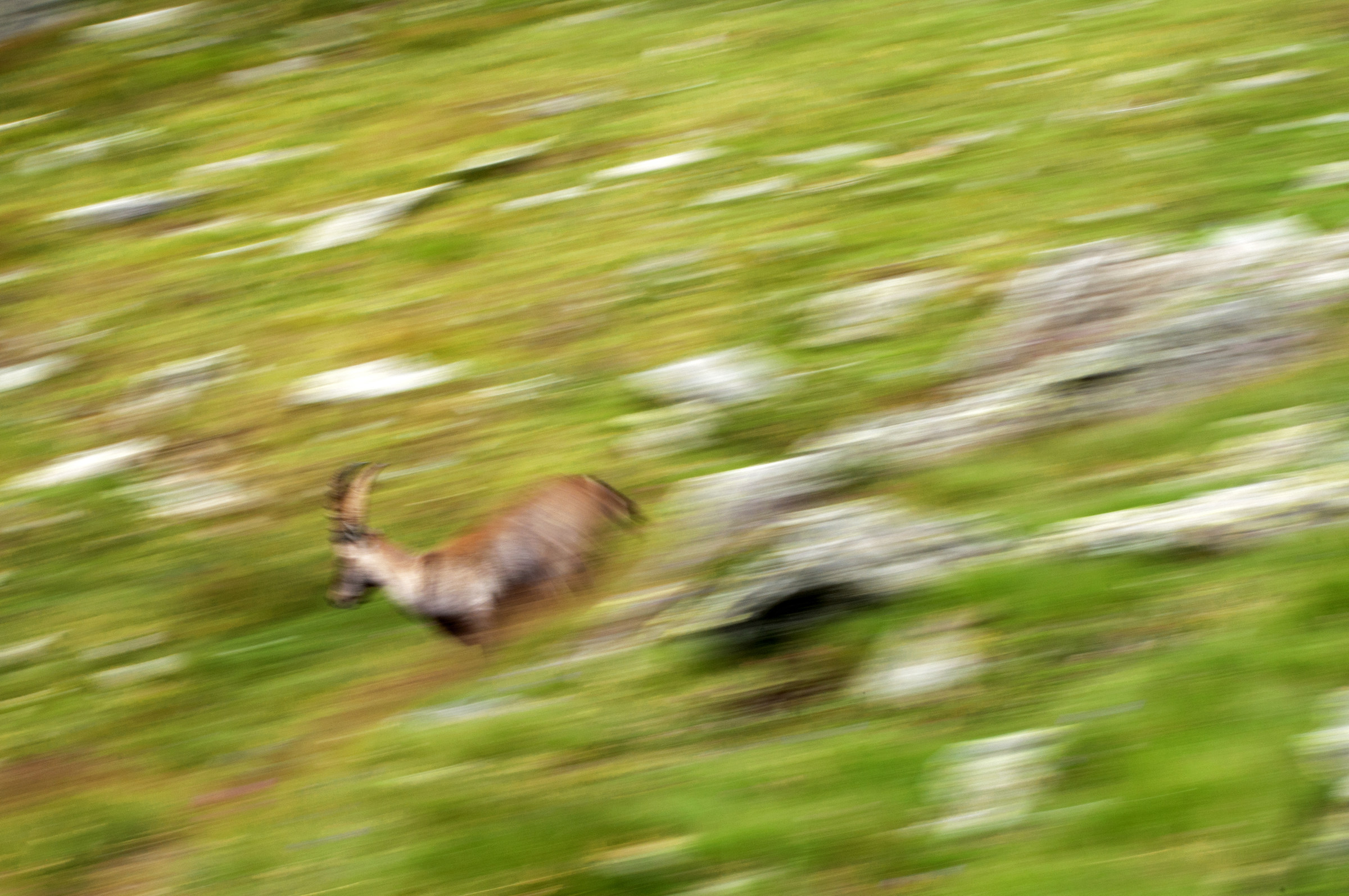 Ibex Running