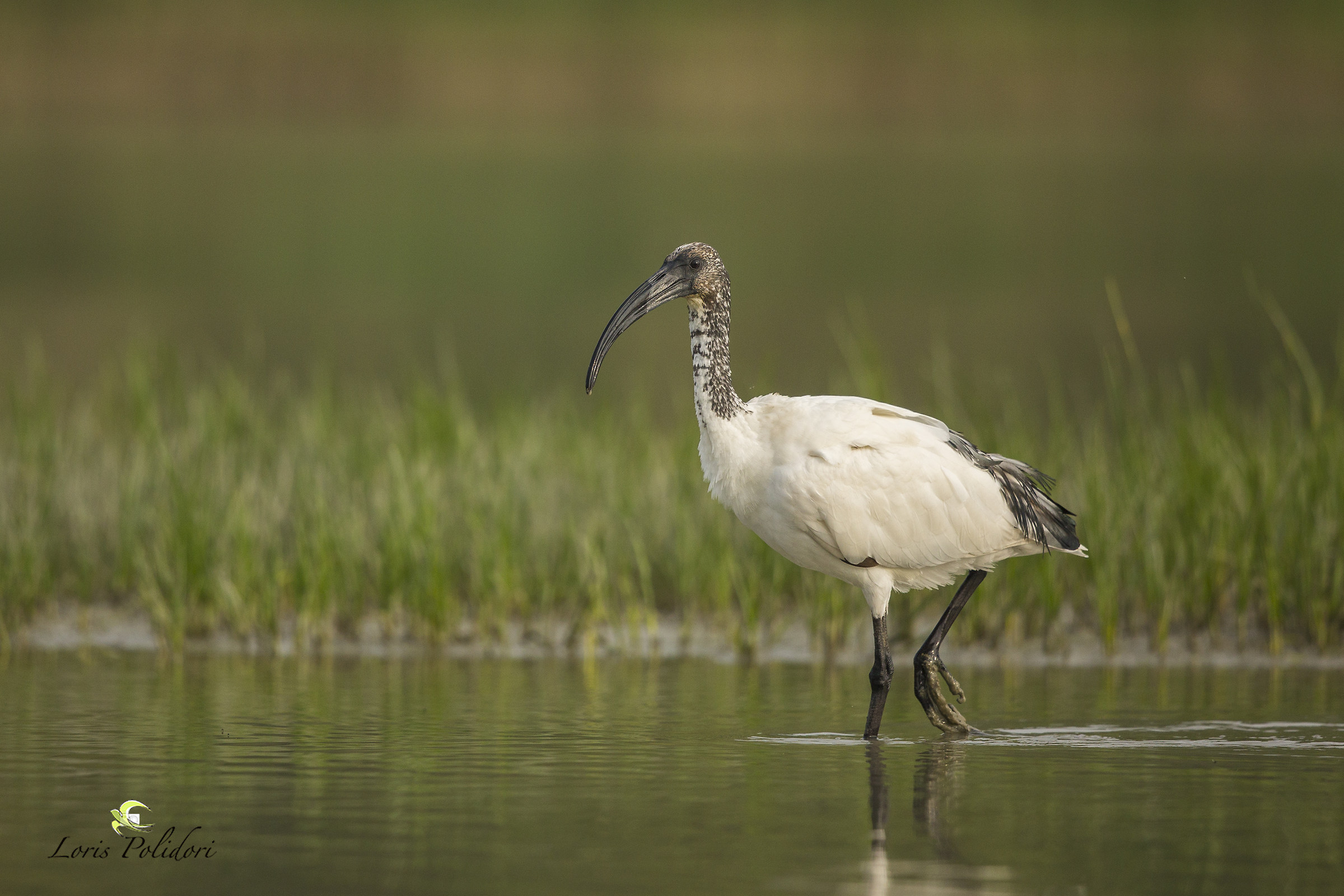Sacred Ibis