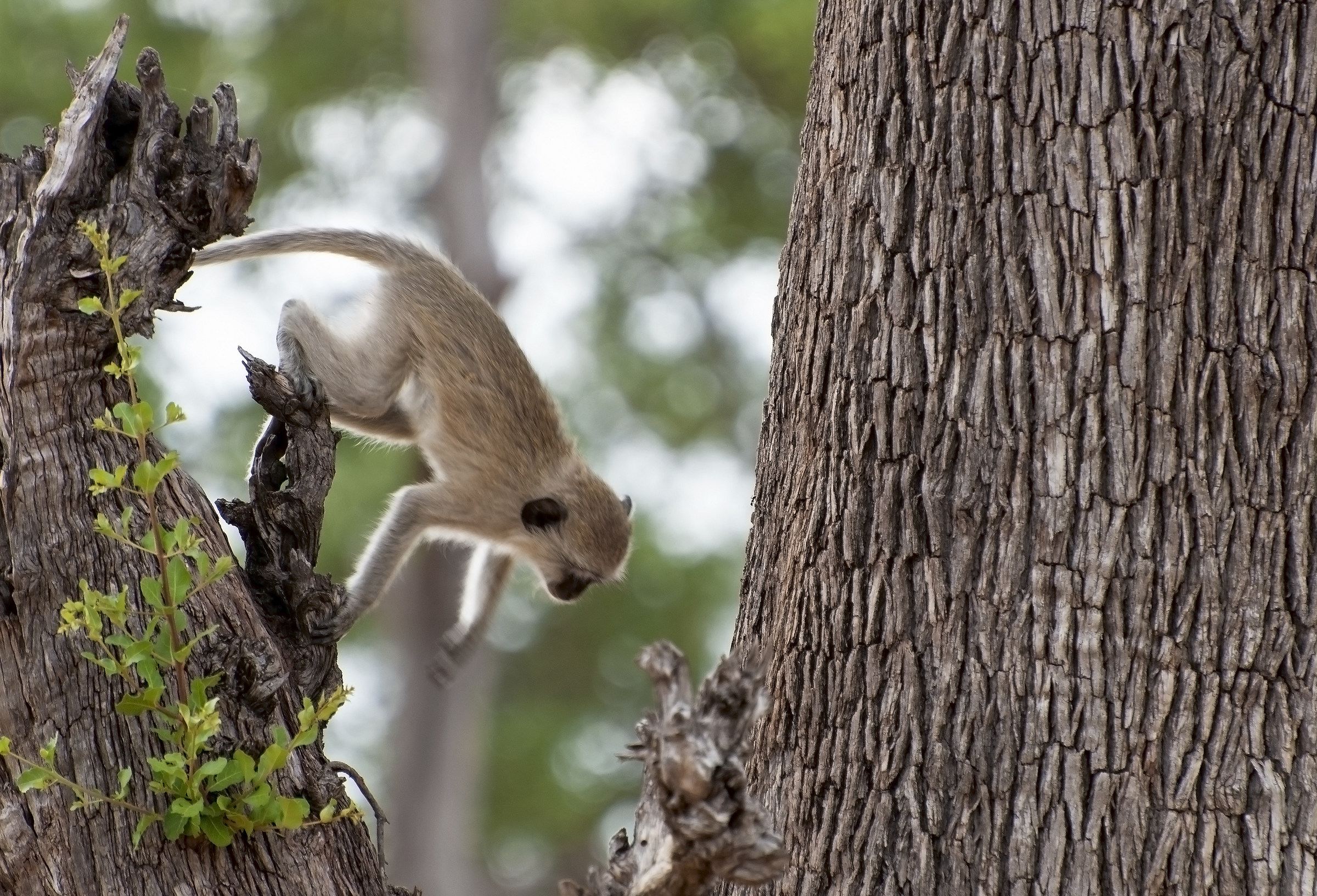 Baby Vervet Monkey