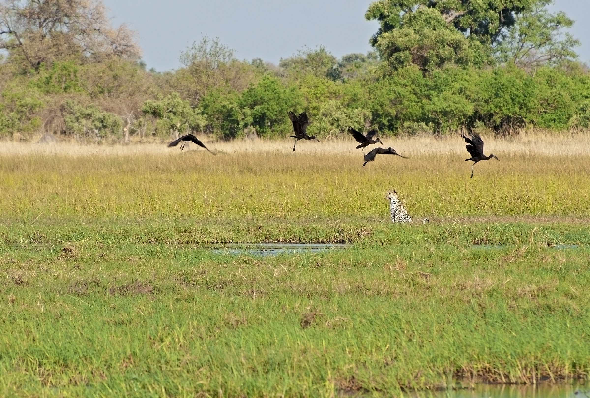 Leopardo e ibis neri
