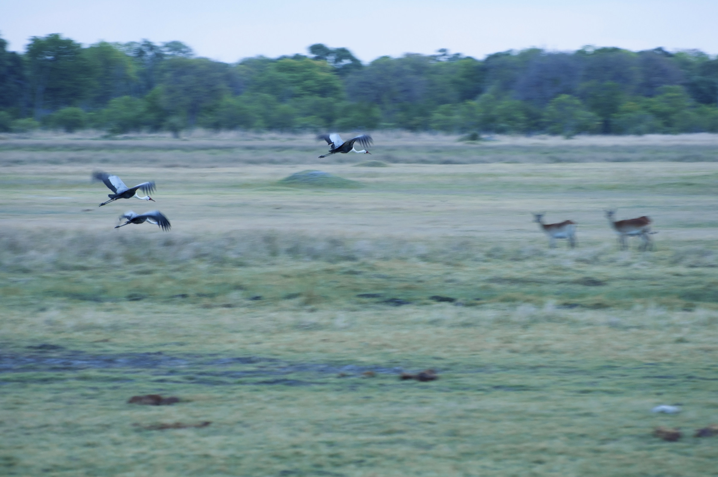 Wattled cranes in volo