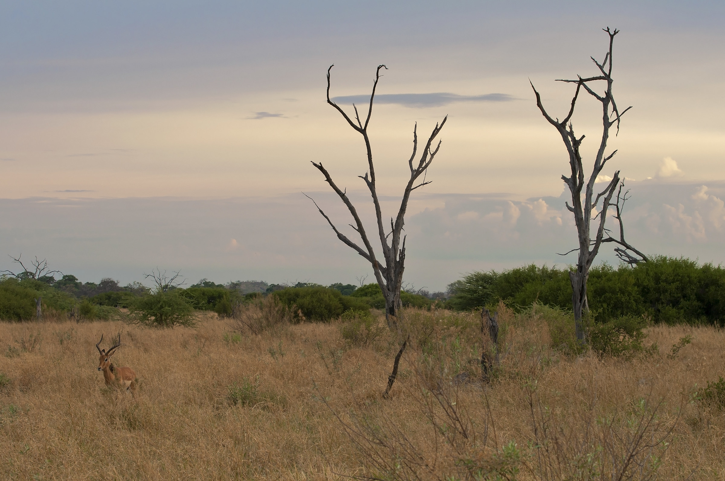 Impala e savana