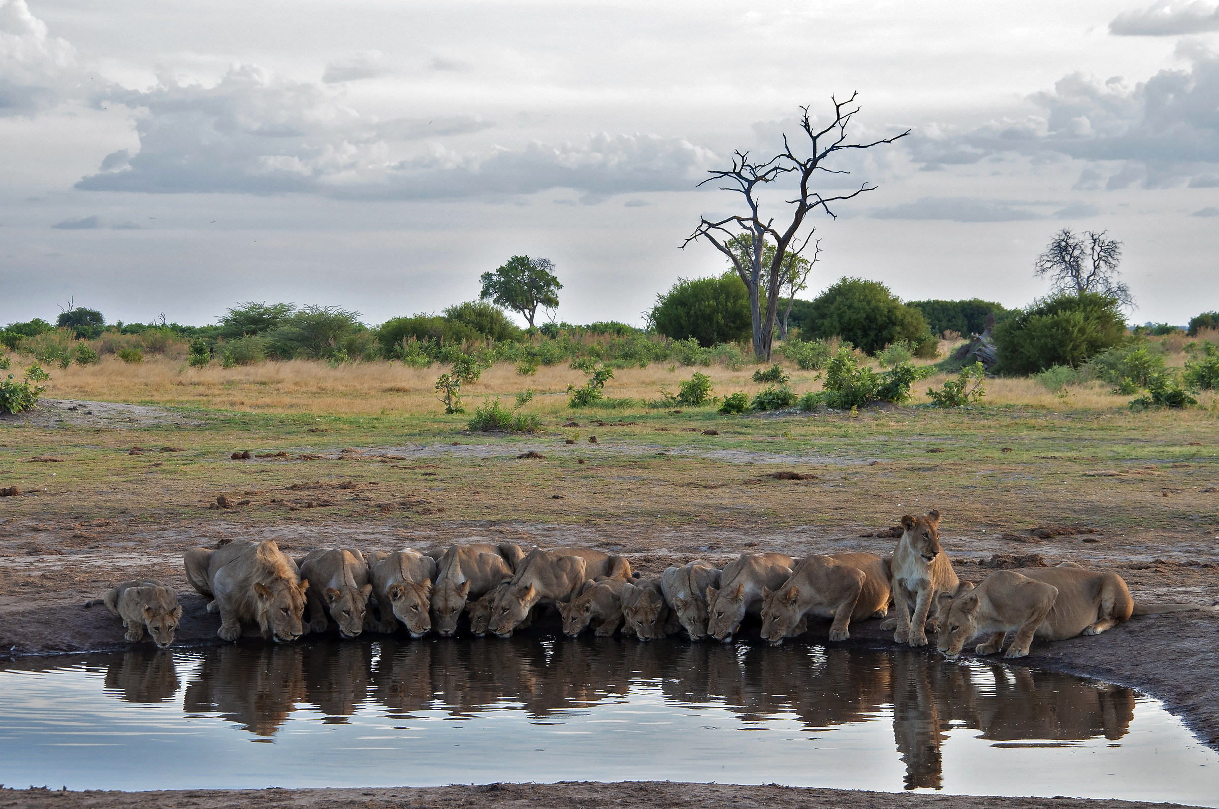 Gruppo di leoni in abbeveramento
