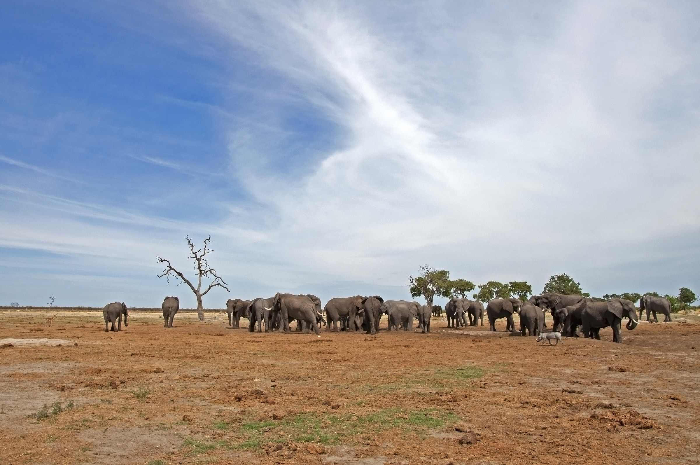 Elefanti in abbeveramento