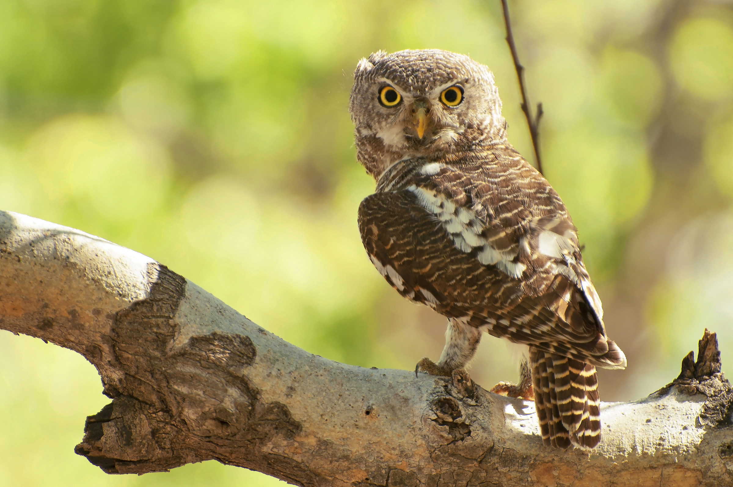 African barred owlet