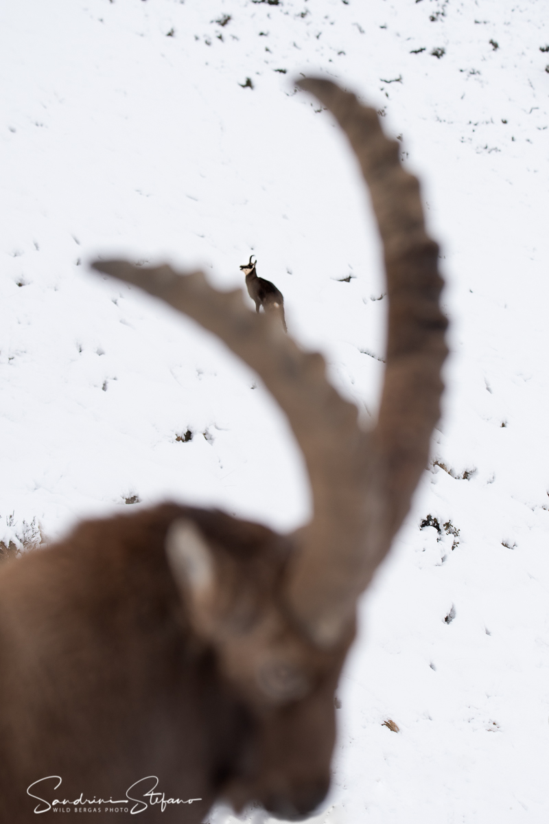 On the horns of the Ibex