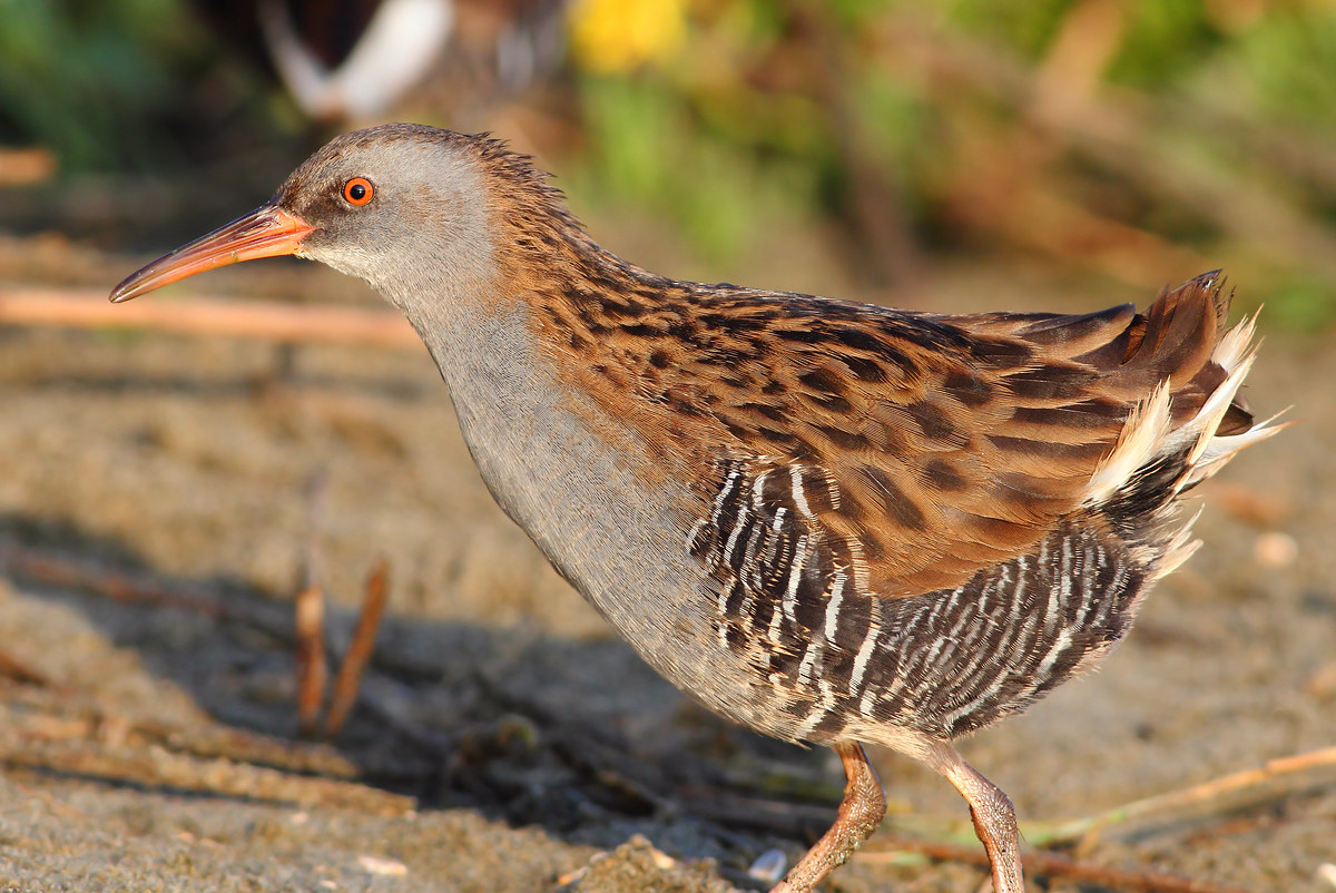 Water Rail