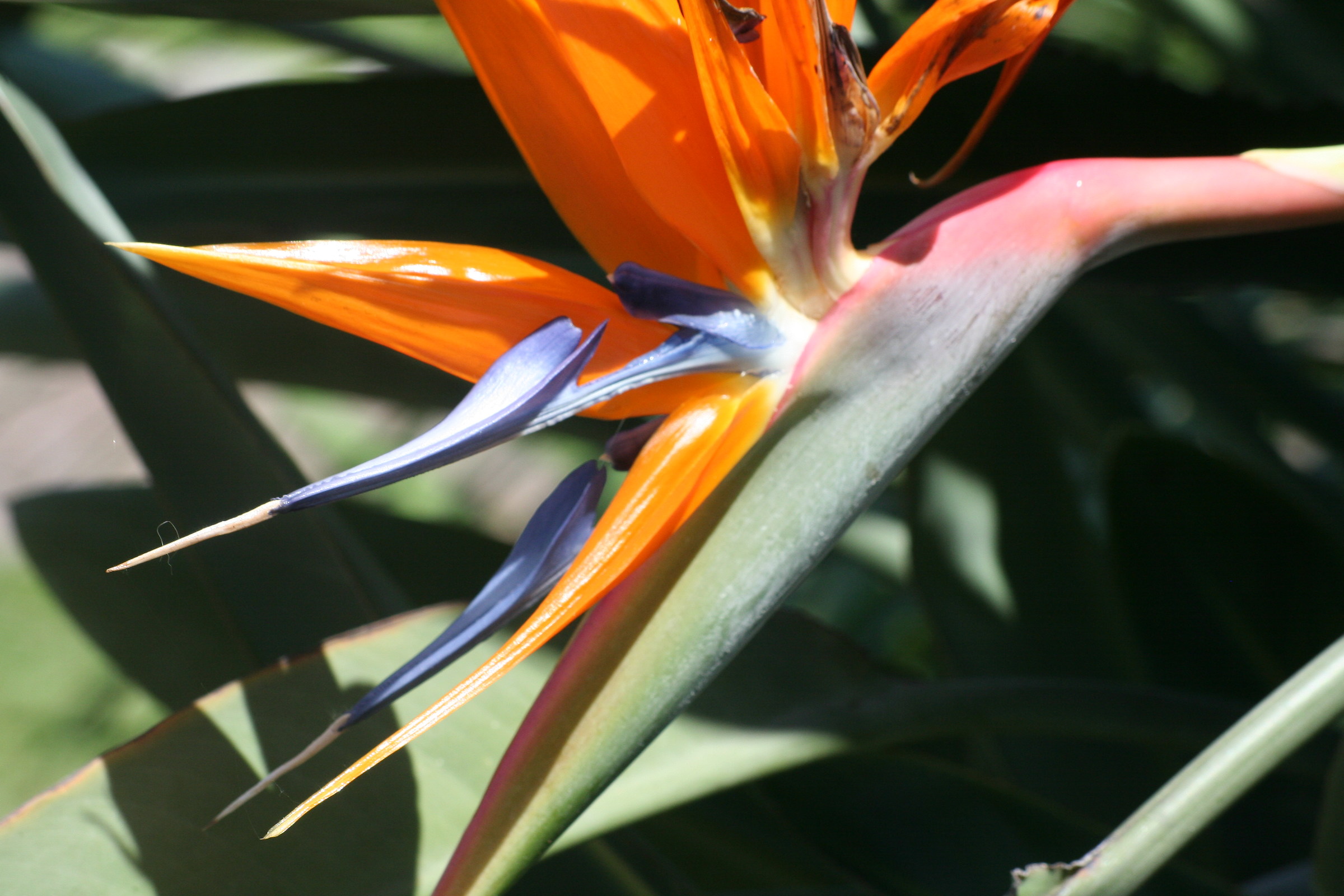 Strelitzia o uccello del paradiso