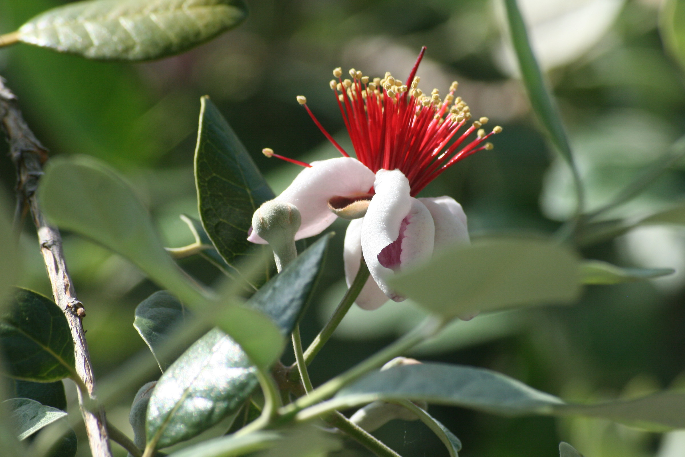 Feijoa
