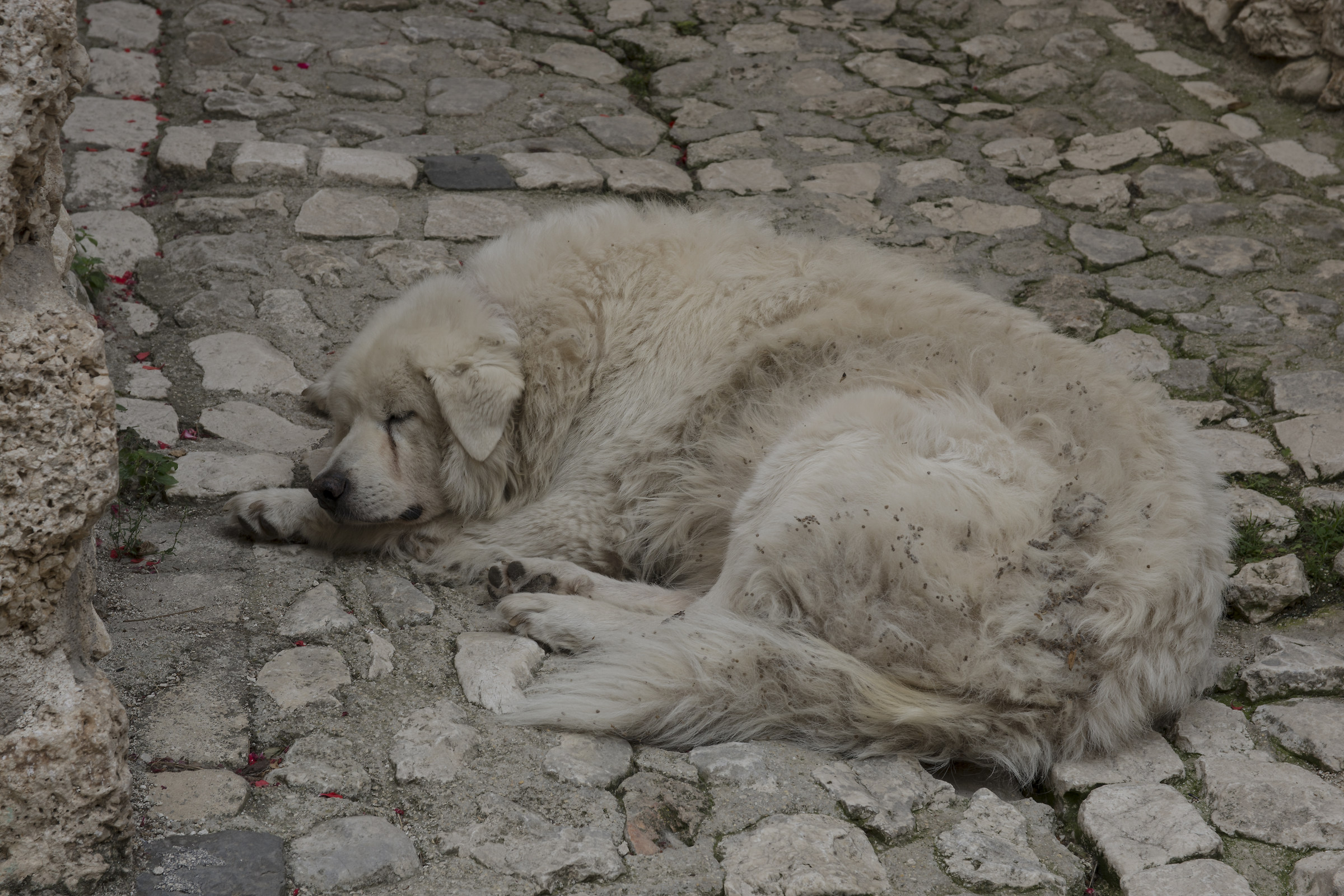 Pastor Abruzzese at rest