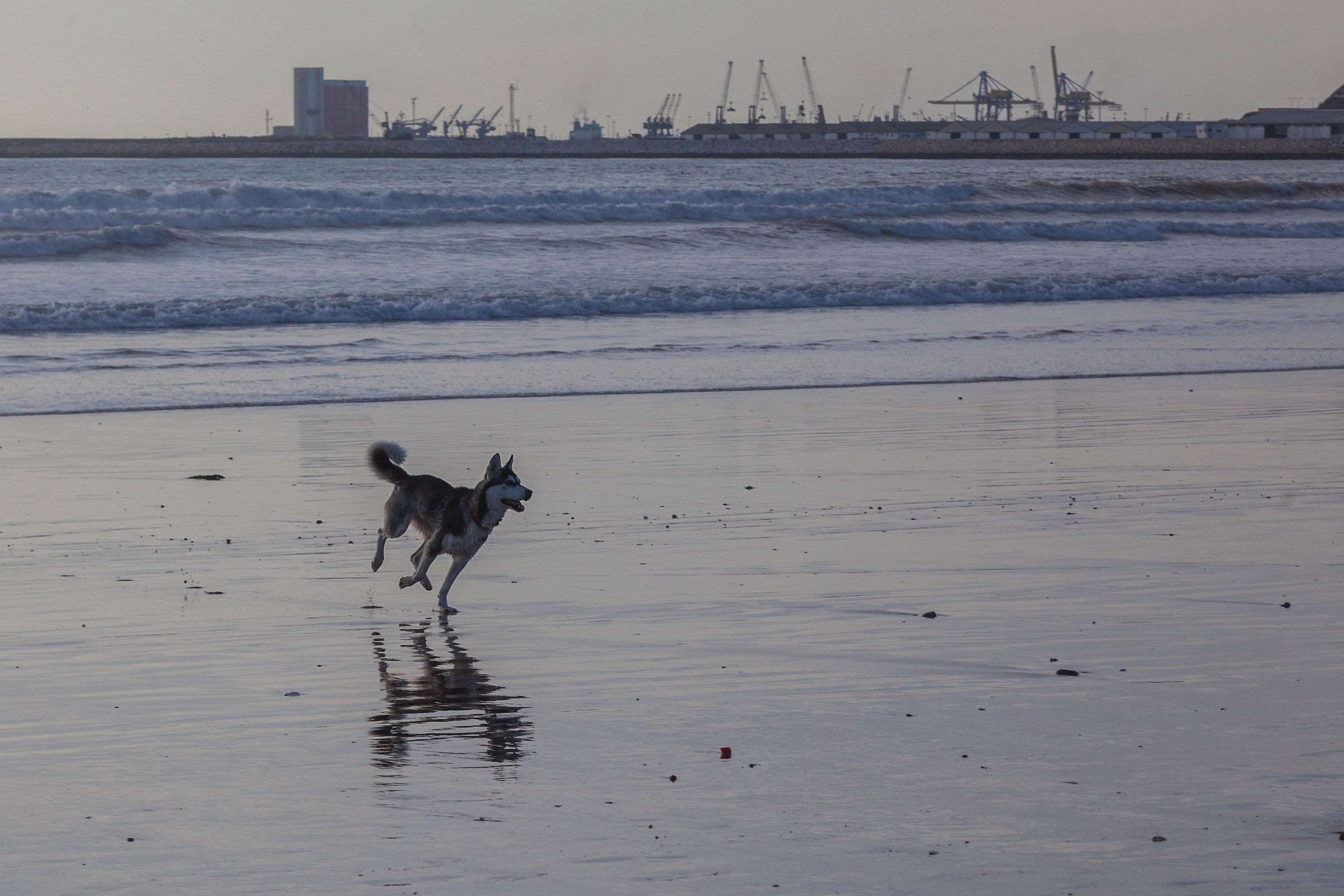 Chase the dreams, or the Seagulls