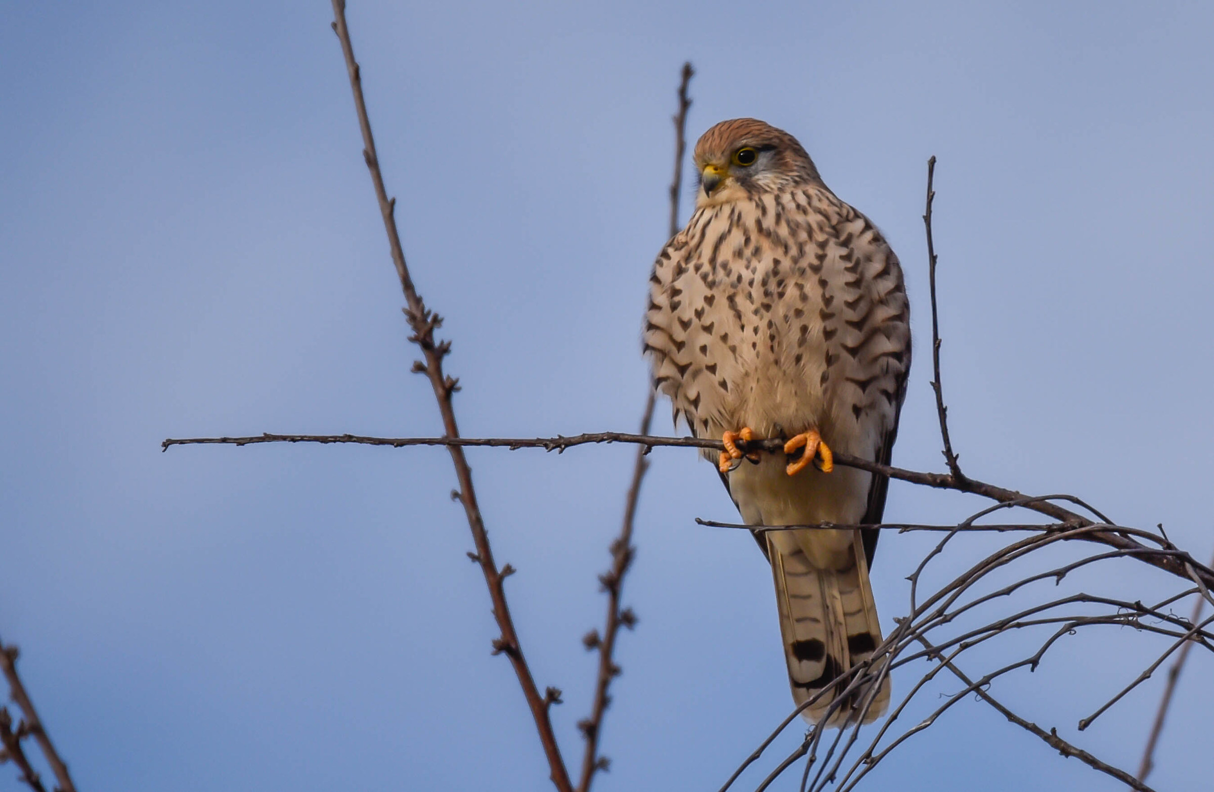 Kestrel (F)
