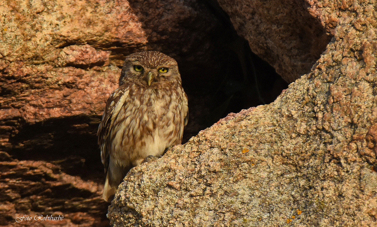 Civetta...mimetica...
