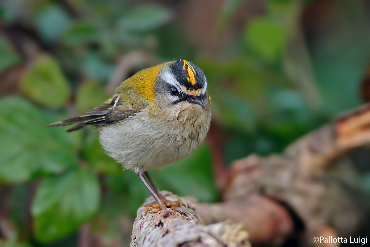 Fiorrancino (Regulus ignicapillus)