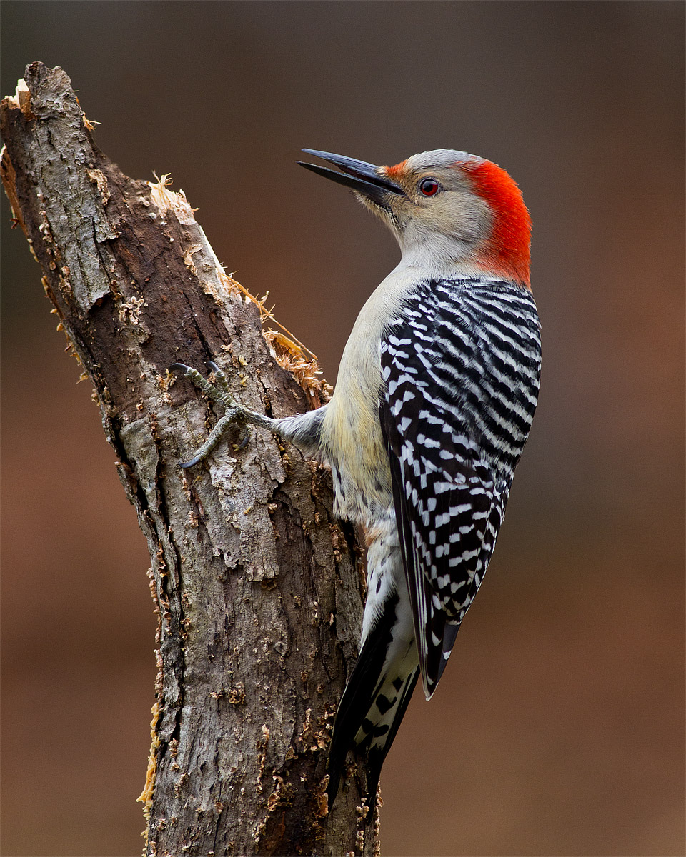 Melanerpes carolinus