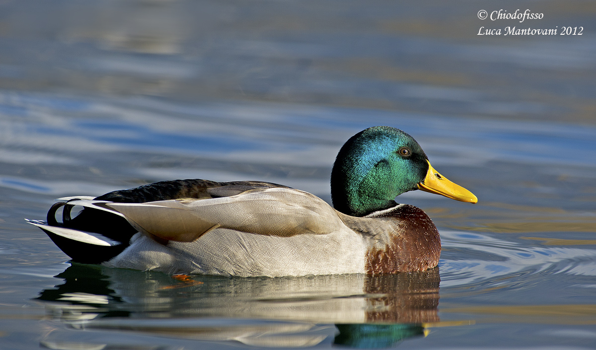 Simply ... Mallard