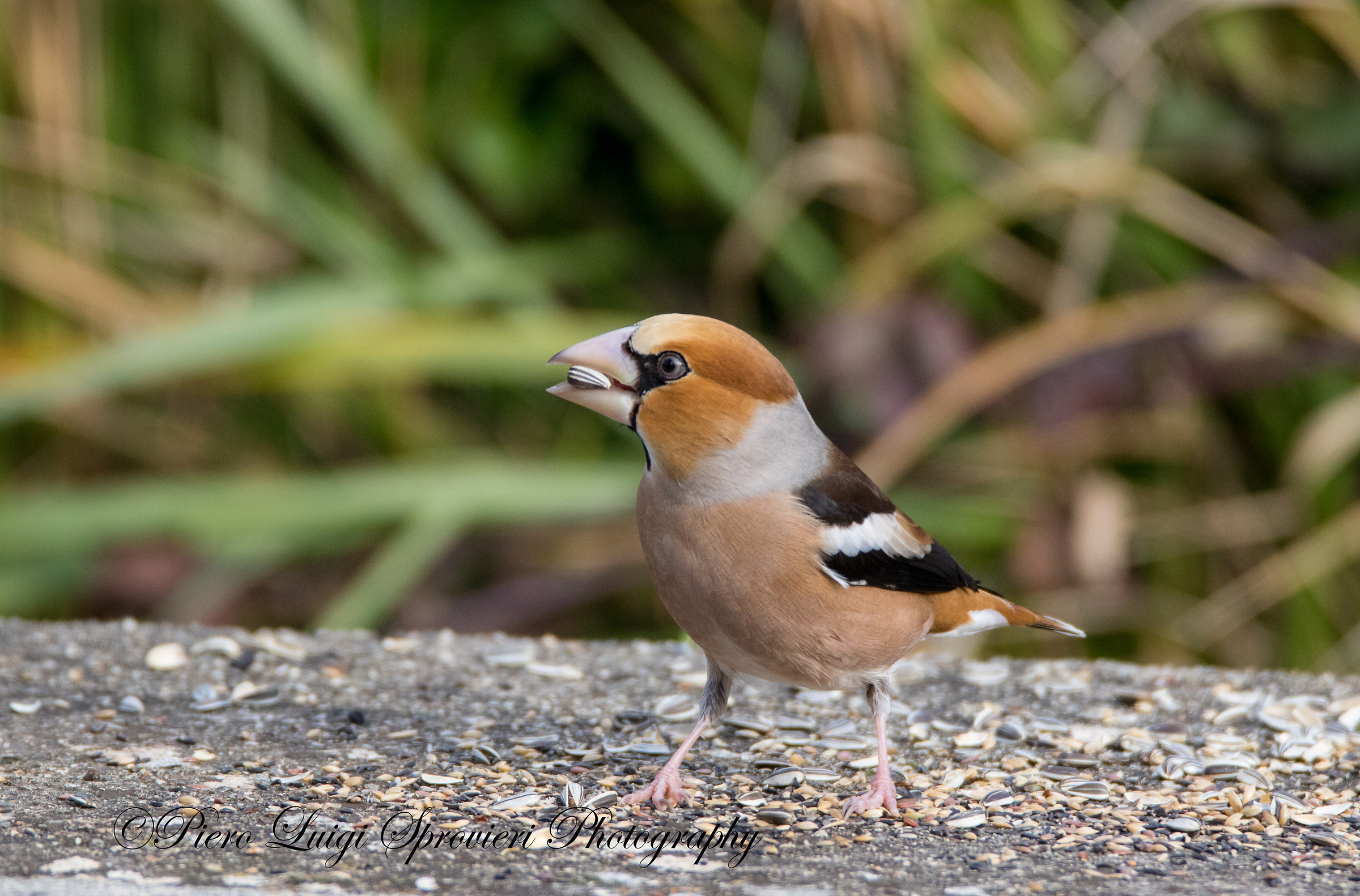 Hawfinch