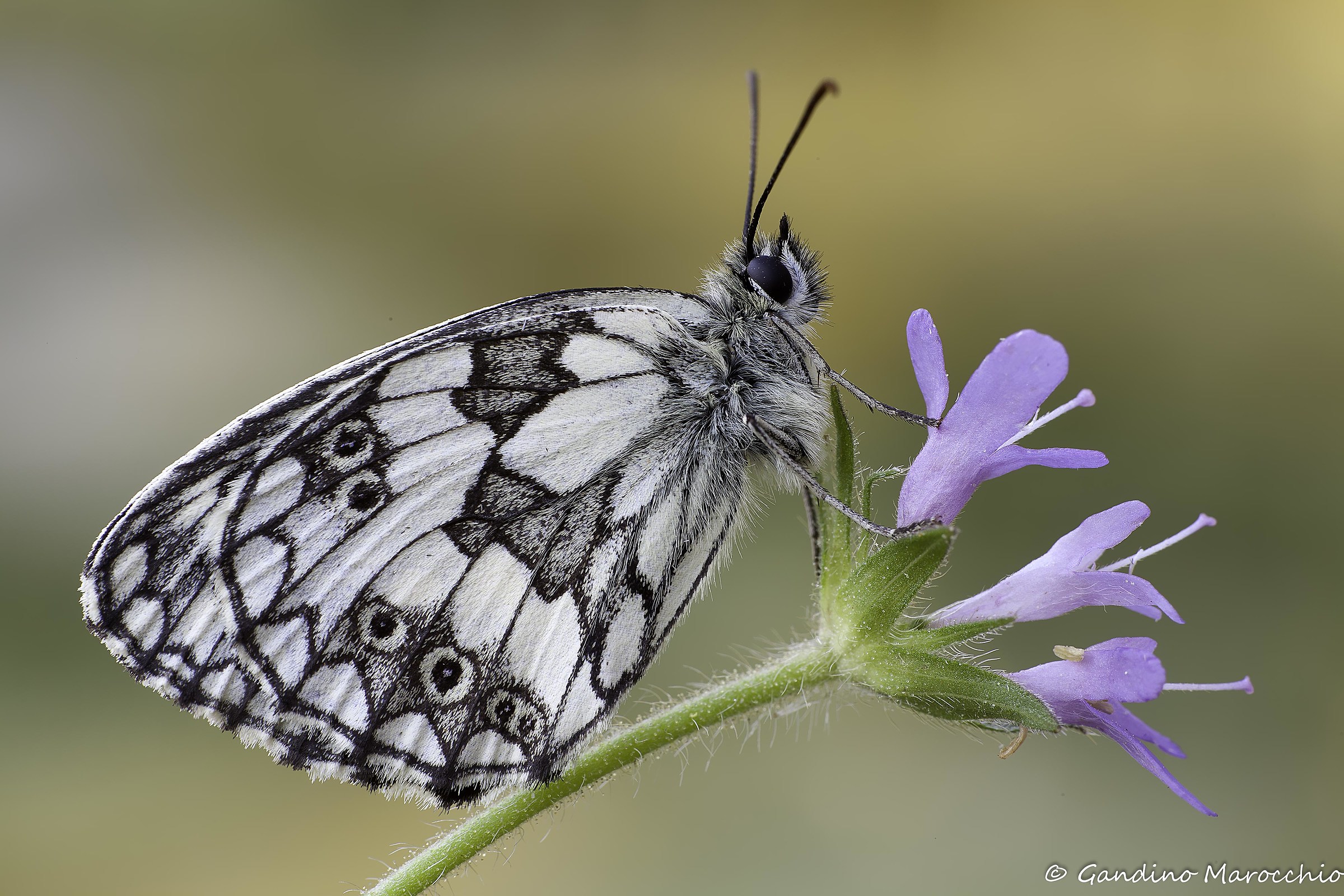Melanargia Galathea