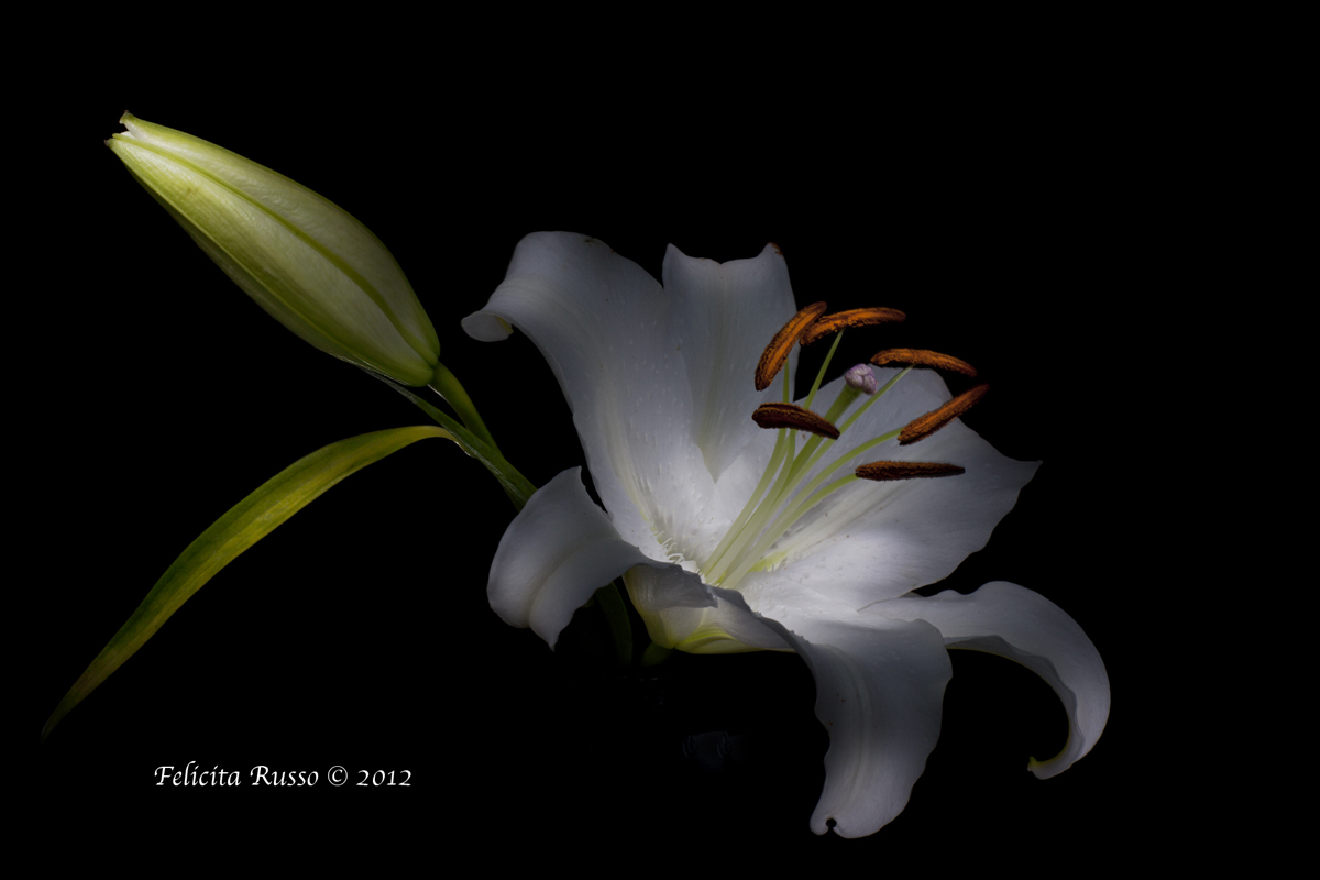 Lilium-3