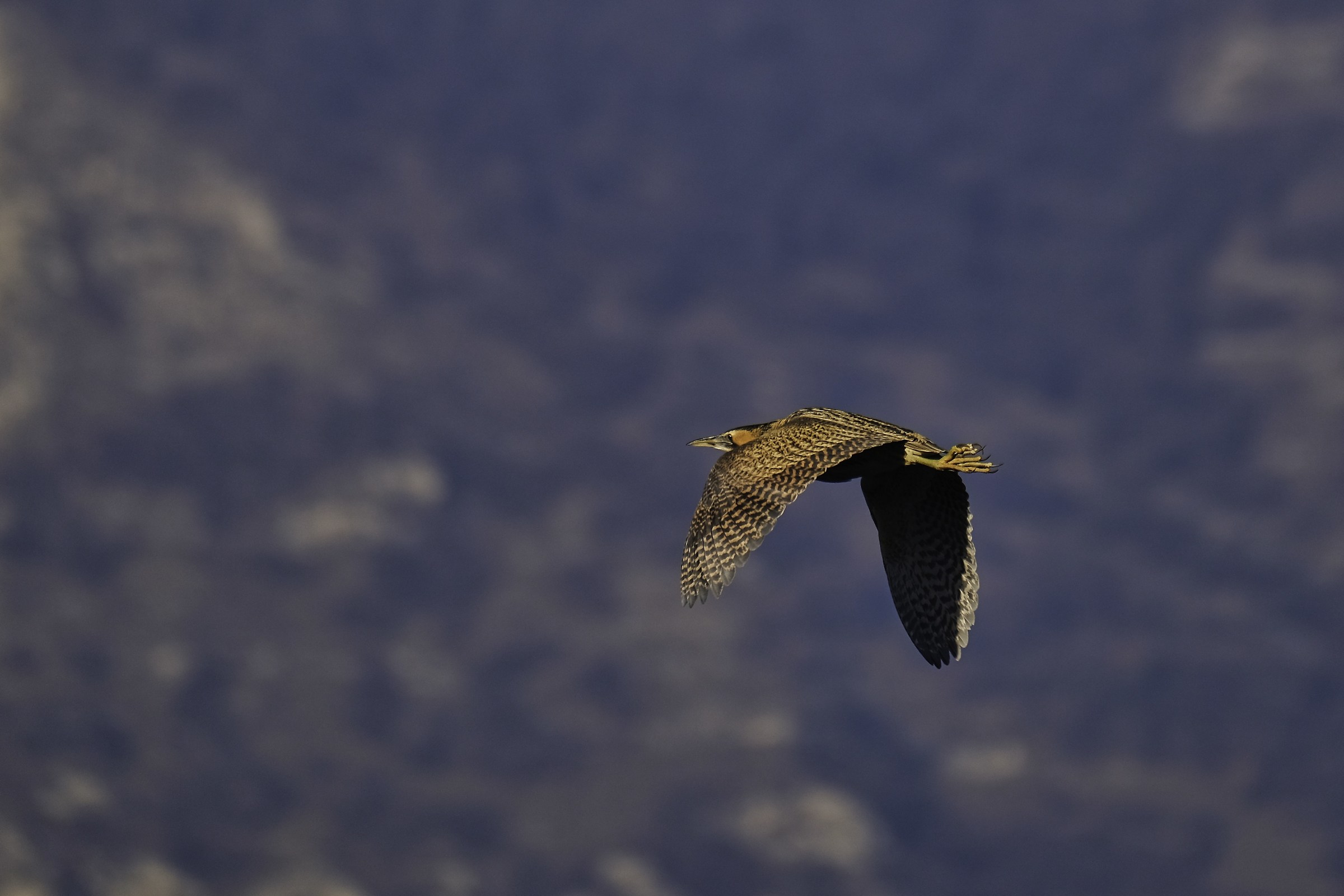 Tarabuso al tramonto