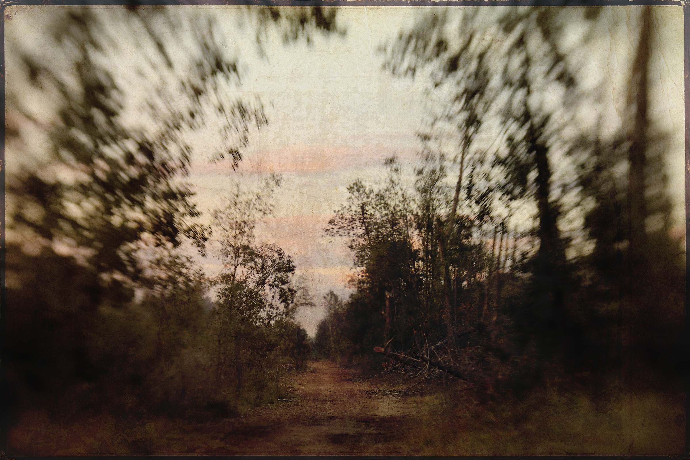 Forest through the eye of a lensbaby