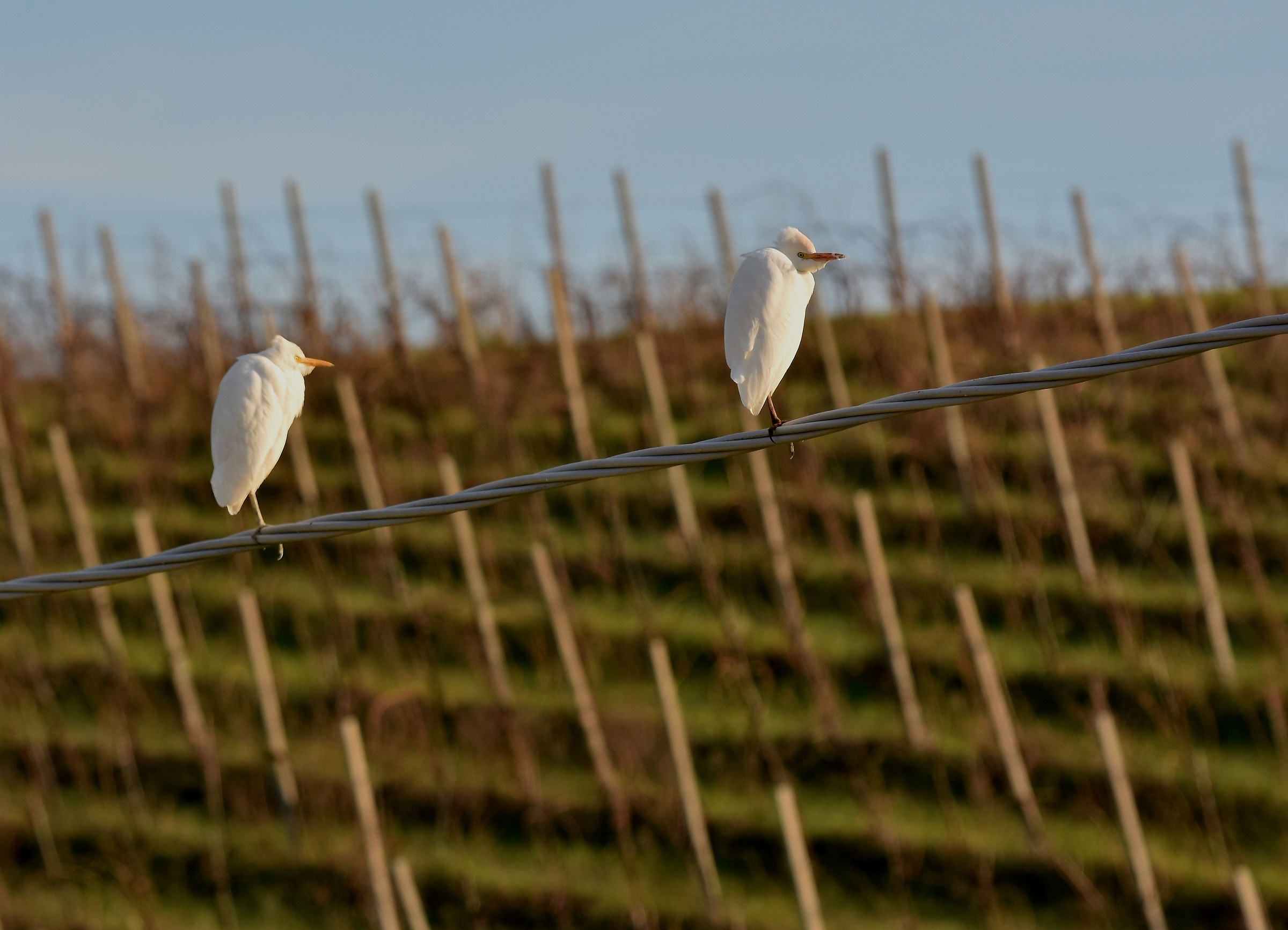 Metropolitan Cattle Herons