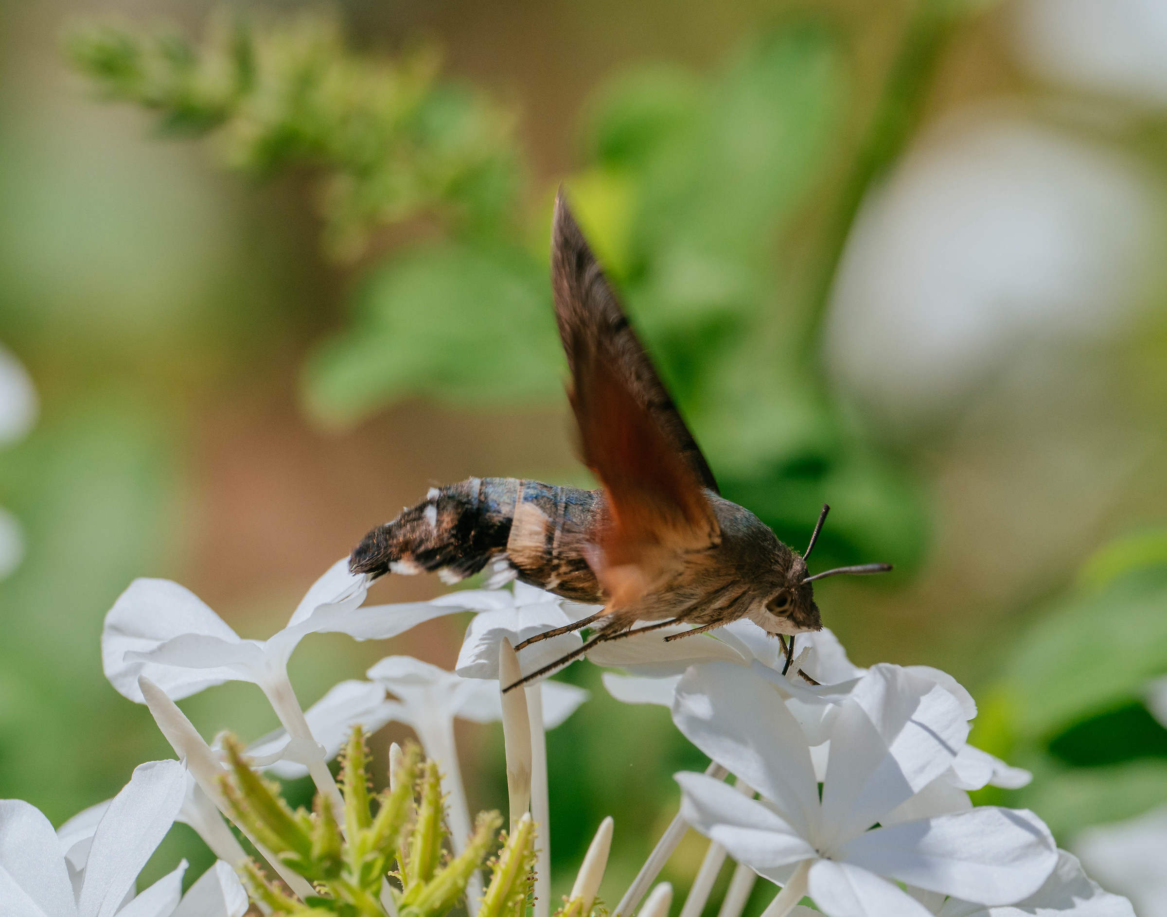 Macroglossum macroglossum