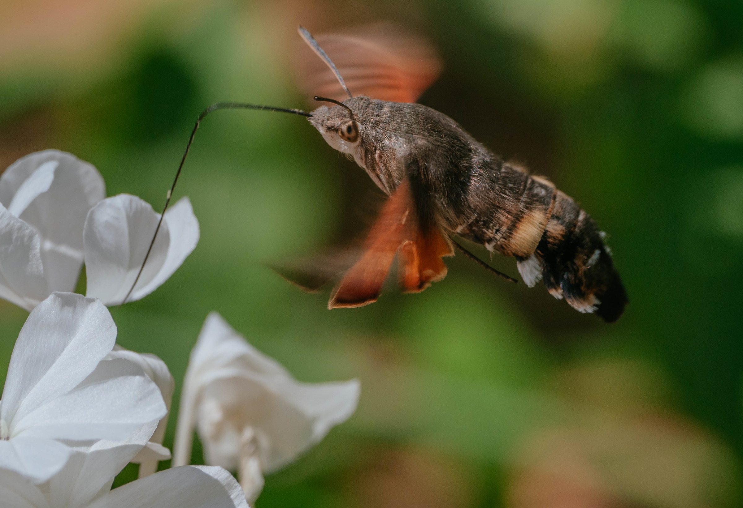 Macroglossum macroglossum