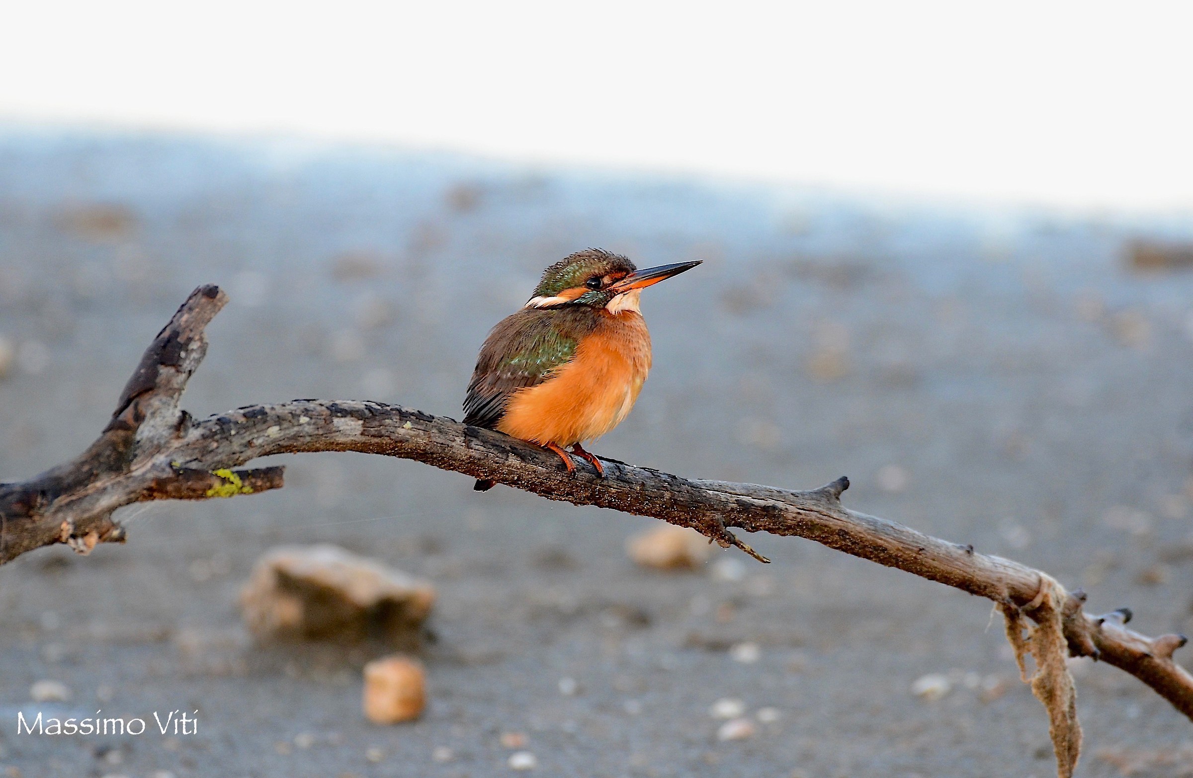 " Piccolo e sporco " Martin pescatore
