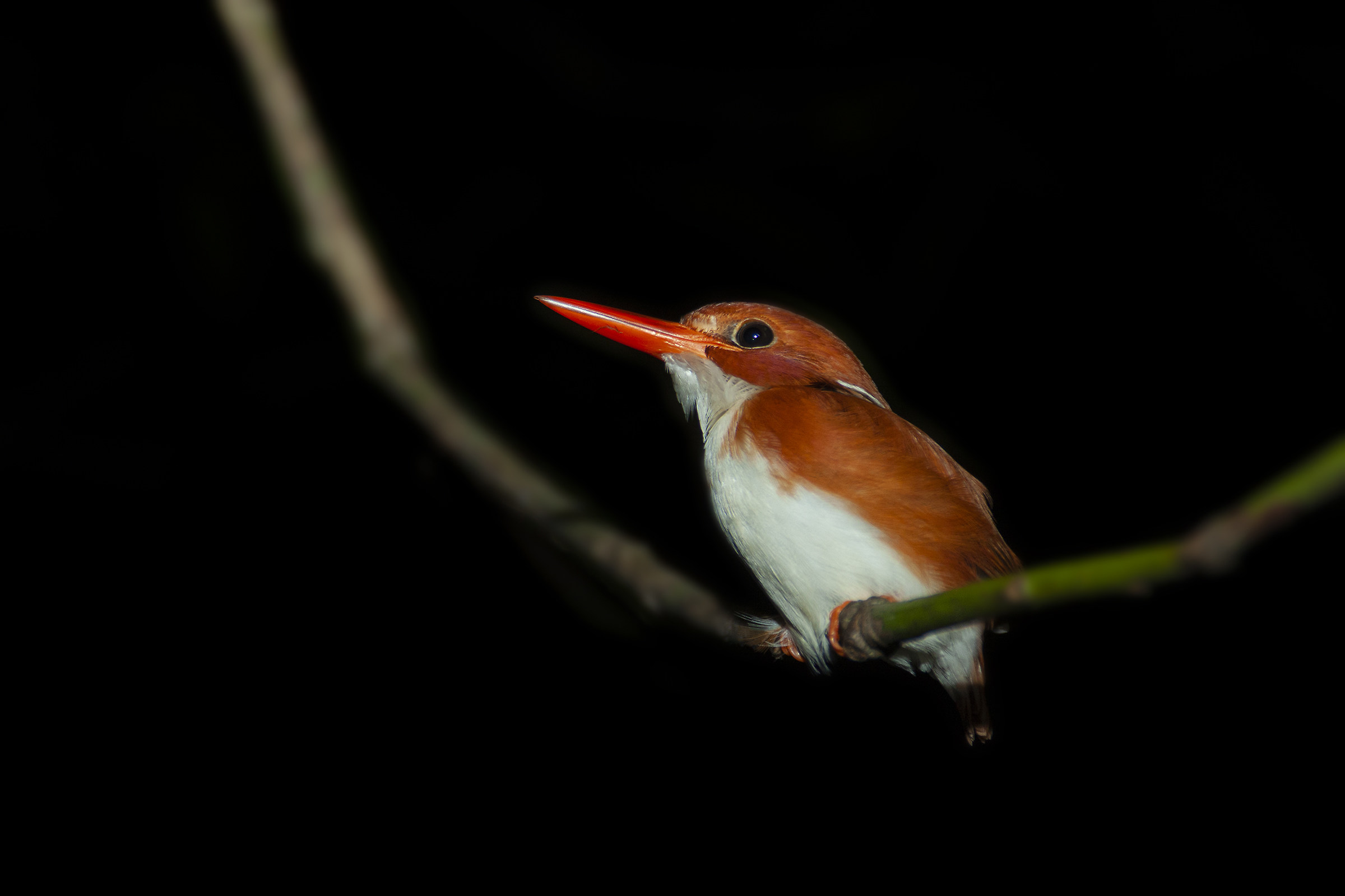 Martin pescatore pigmeo del Madagascar