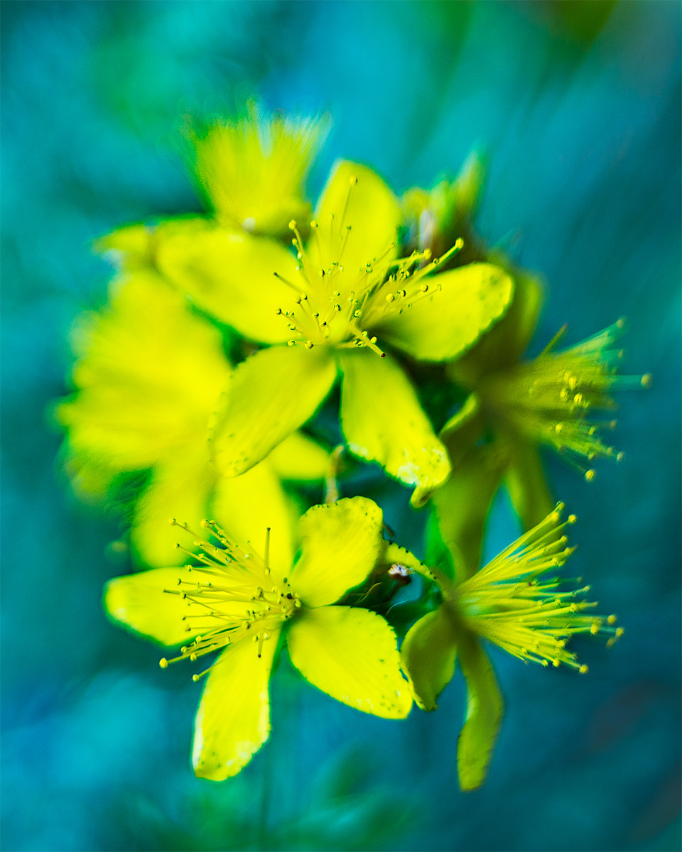 Erba di San Giovanni