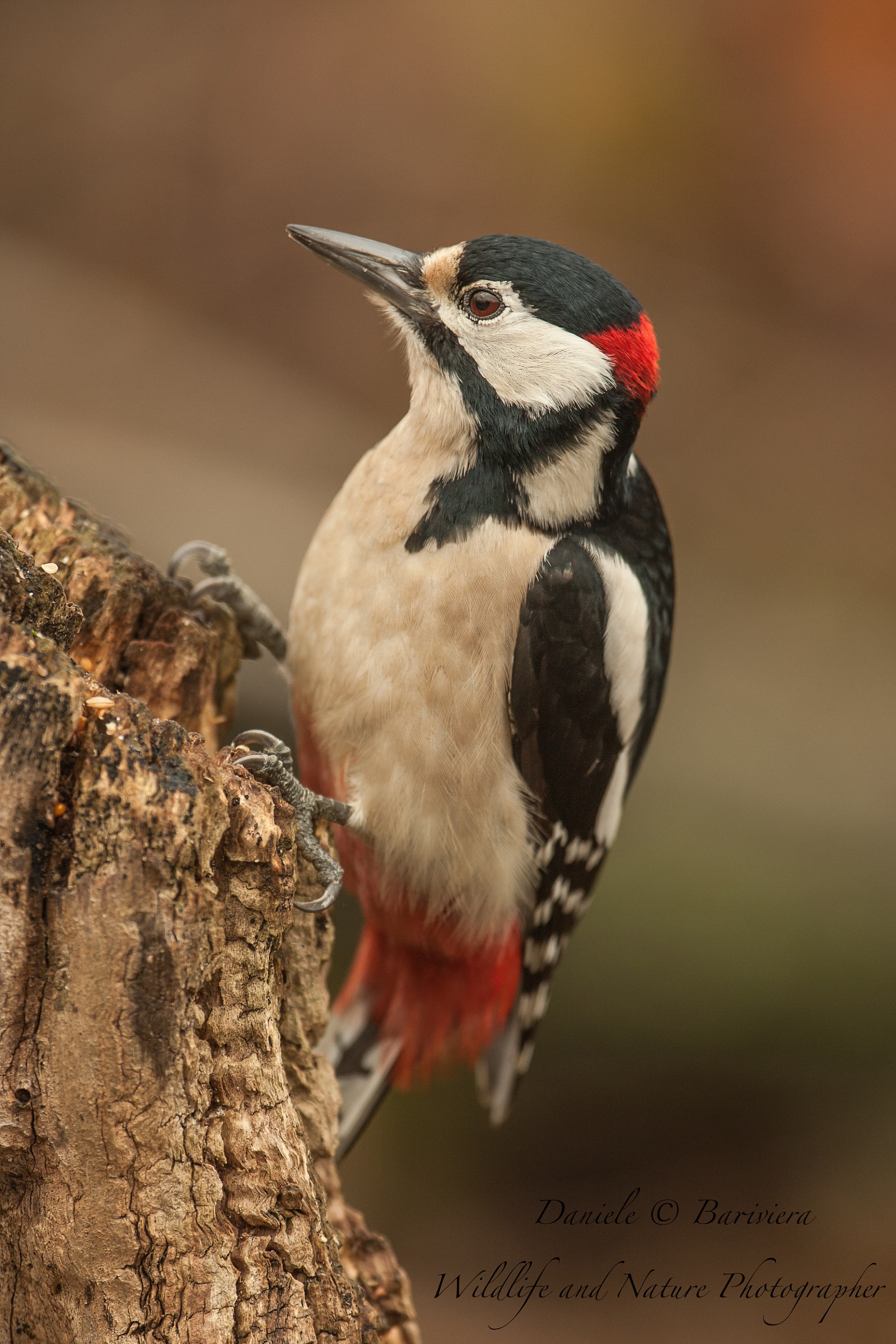Picchio rosso maggiore maschio (Dendrocopos major)