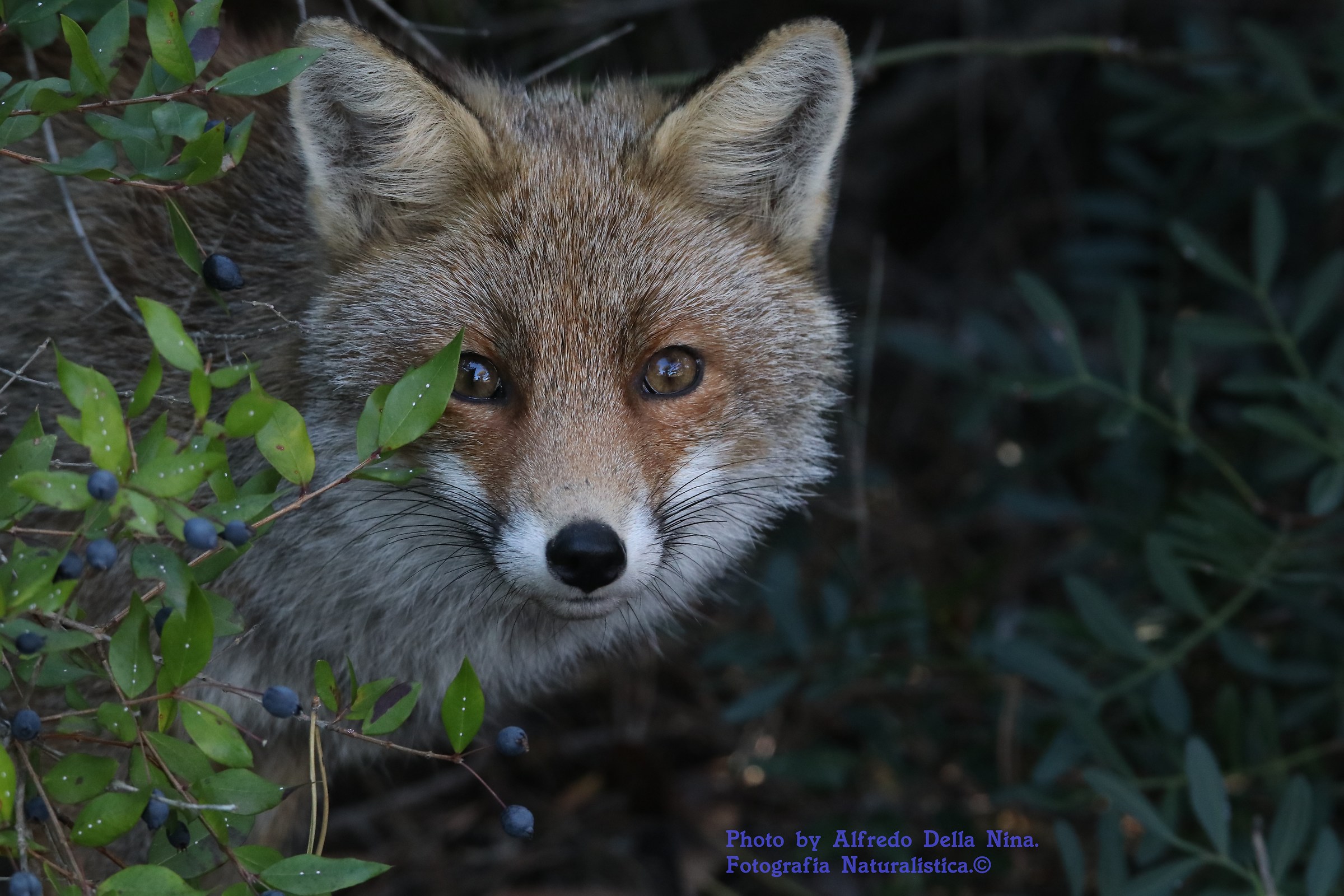 The Fox my first shot