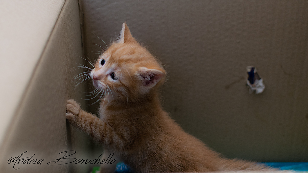 Gattino prepara l'evasione