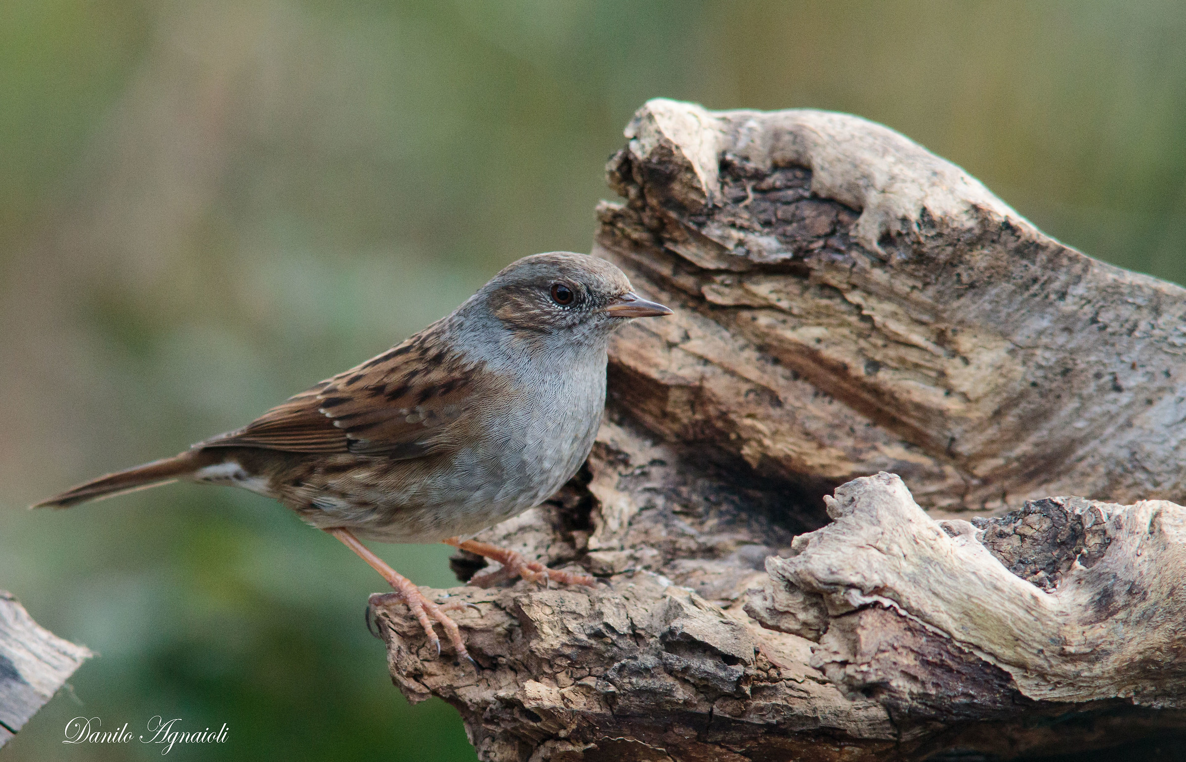 This morning in my stakeout I had for the first V