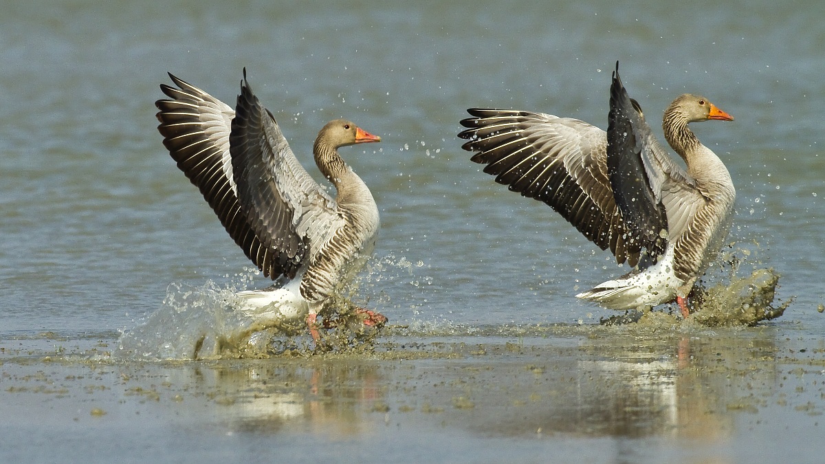 Oche Selvatiche in Frenata..... ..