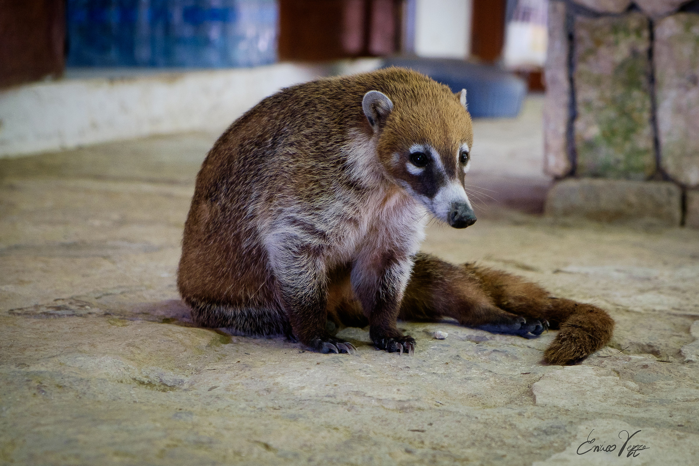 Coati