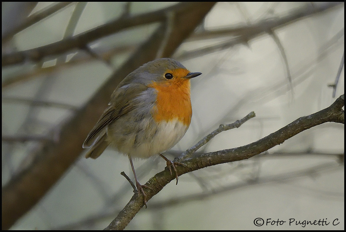 Robin