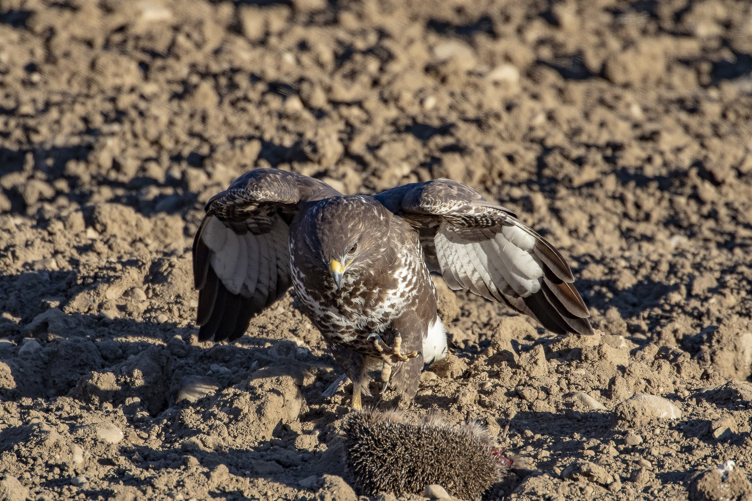 Buzzard with Porcupine