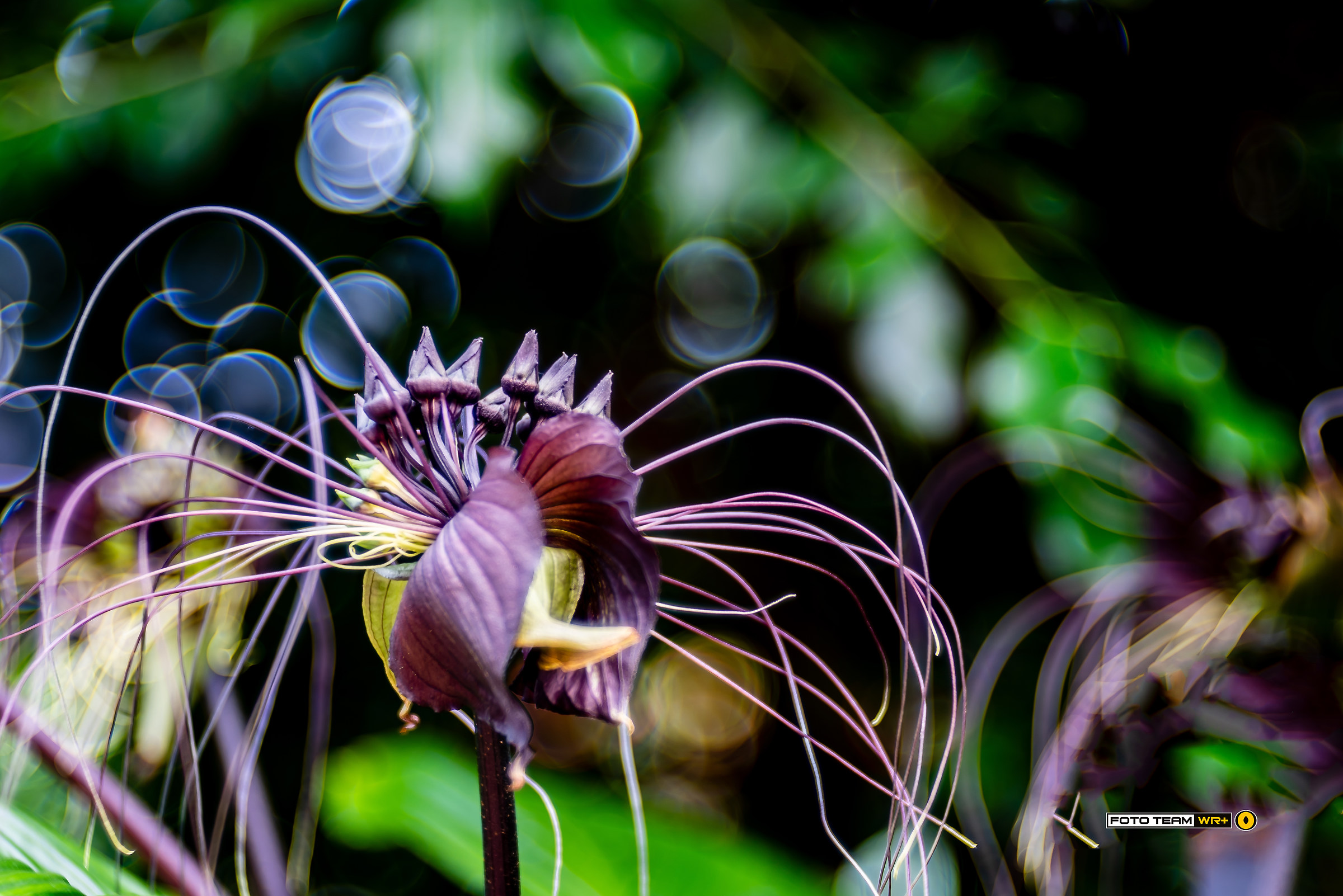 The world of orchids seen with the Trioplan